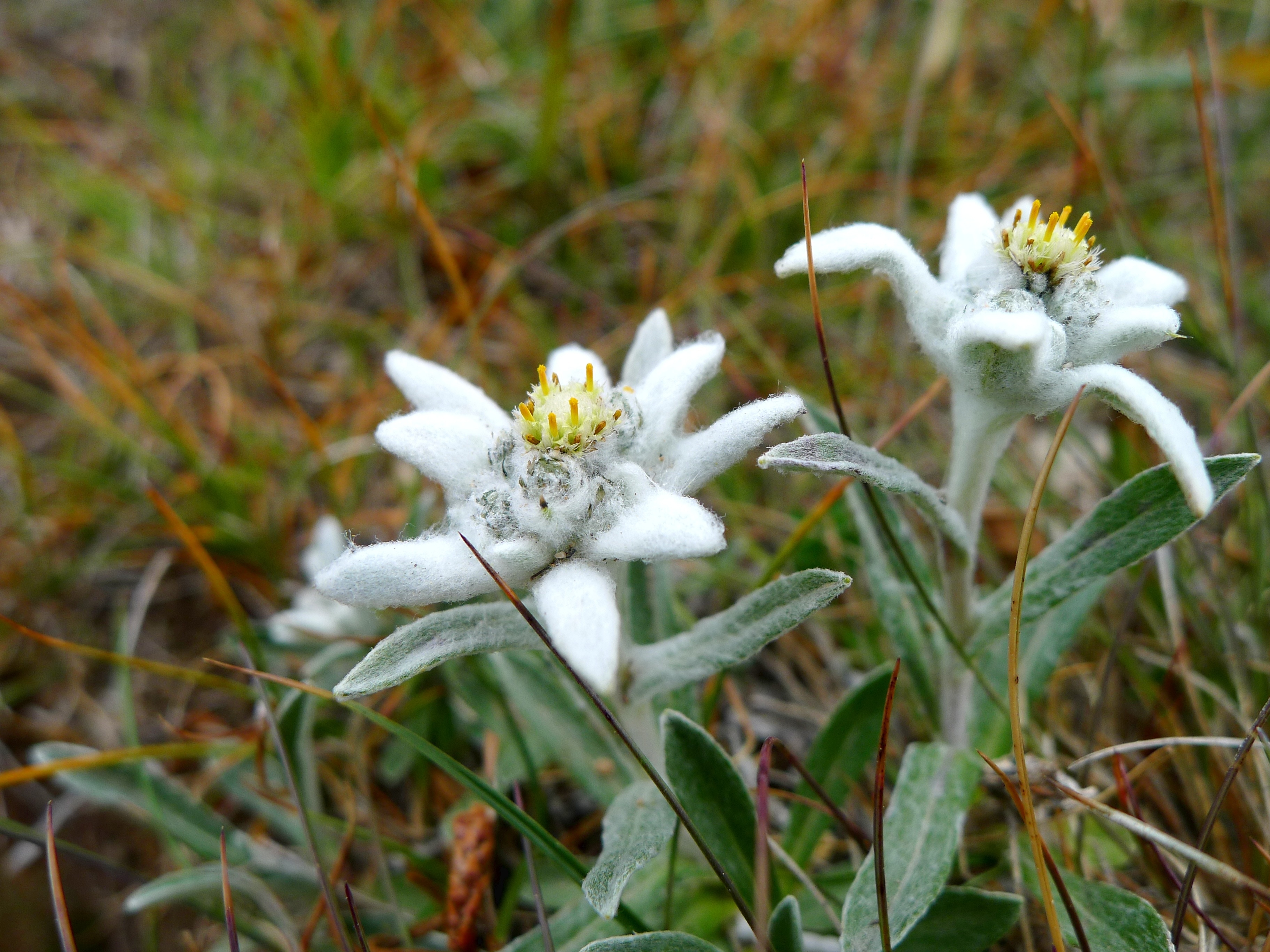 royalty free edelweiss image