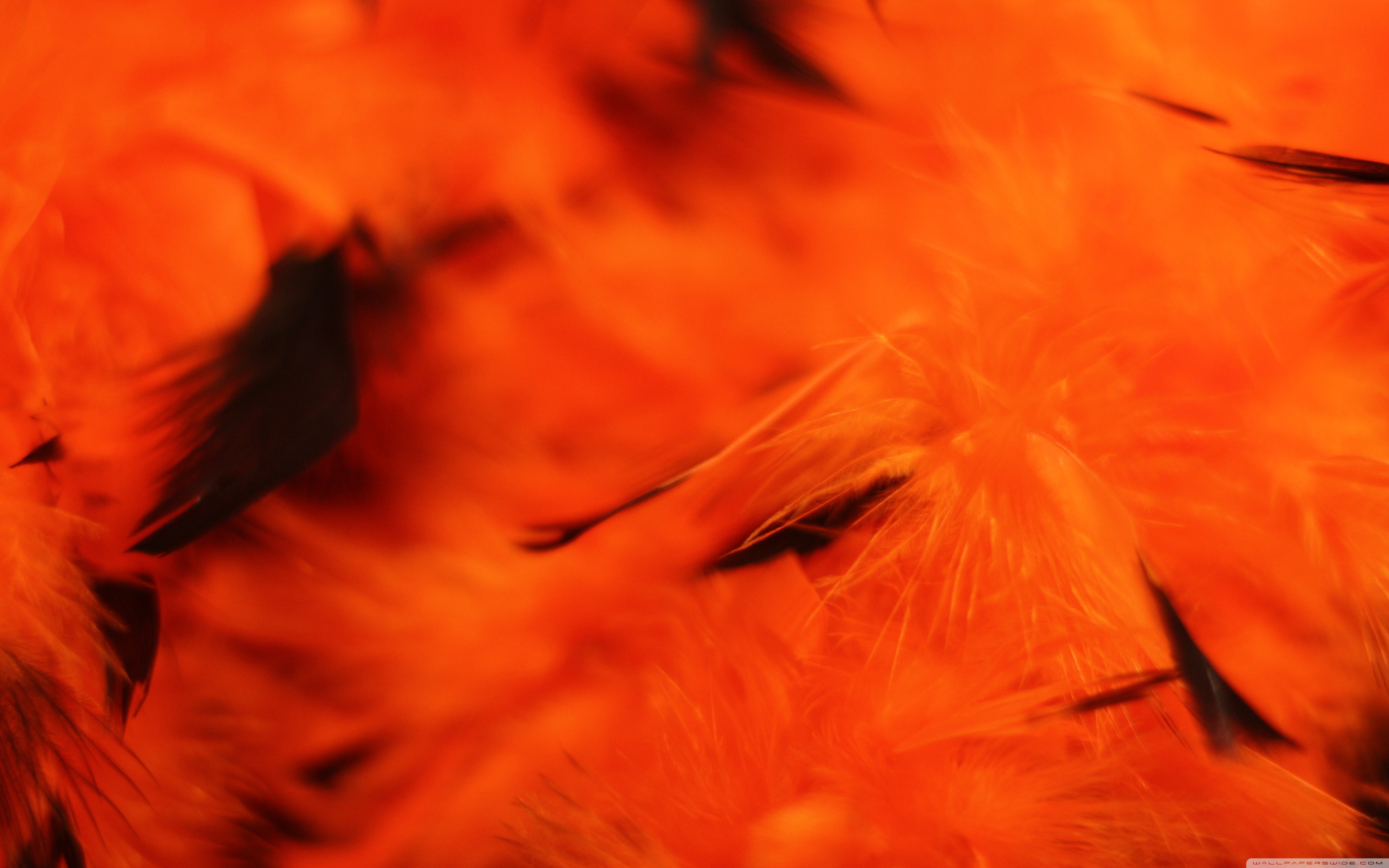 Halloween Orange Background ❤ 4K HD Desktop Wallpaper