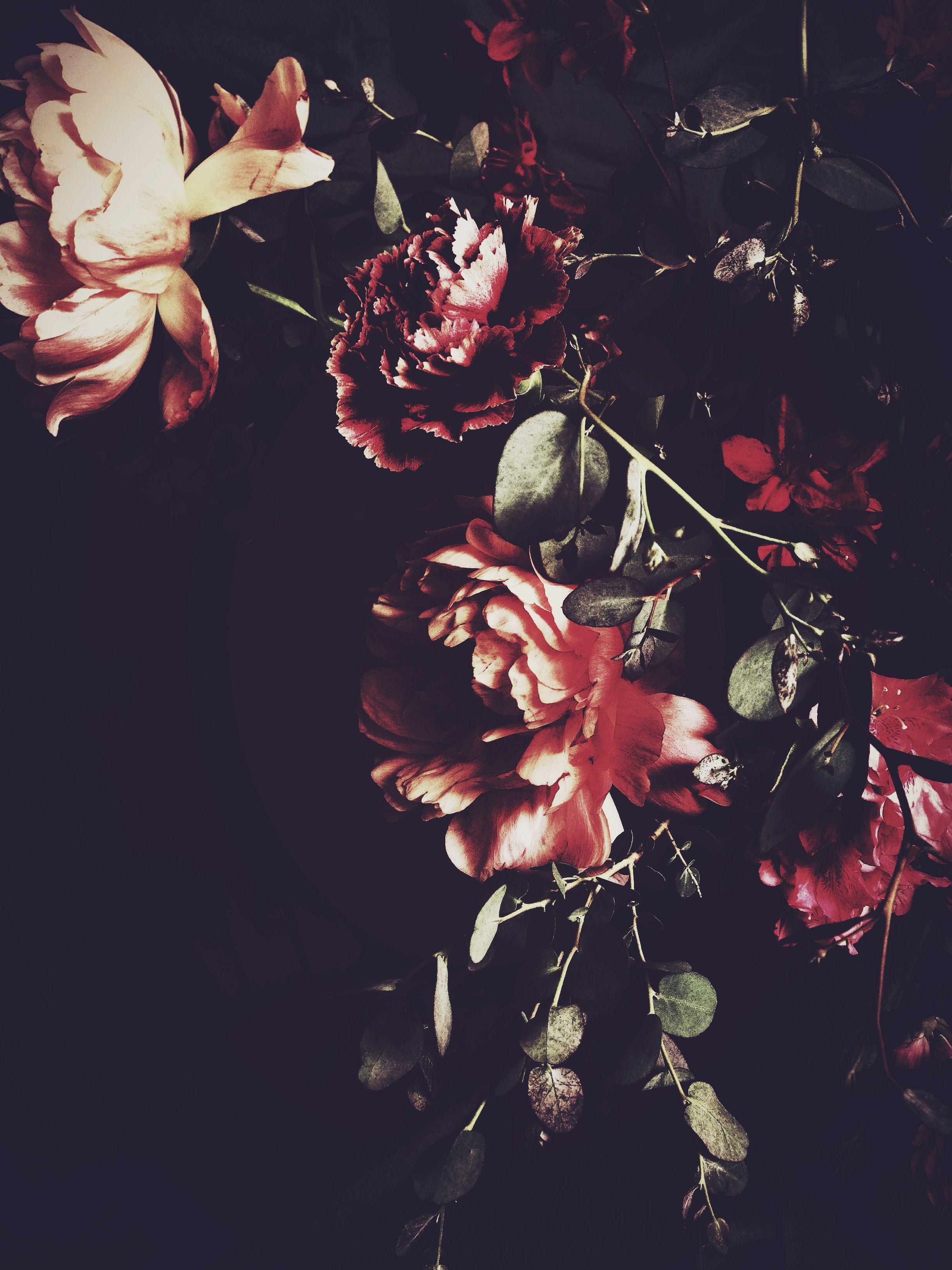 Pin by Itrixx90 on Aesthetic  Red roses wallpaper Flowers black  background Dark red roses