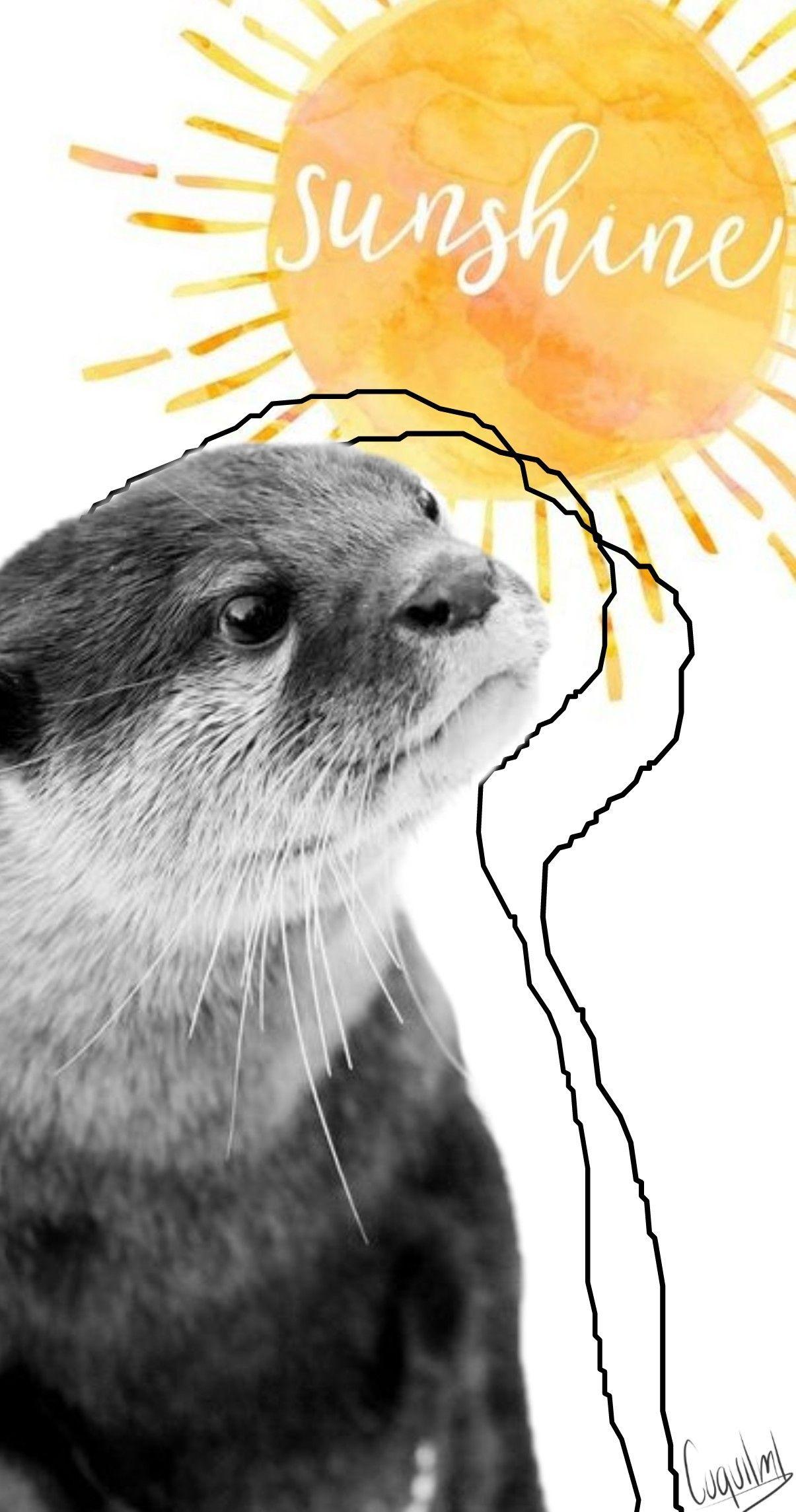 Nutria Wallpapers - Wallpaper Cave