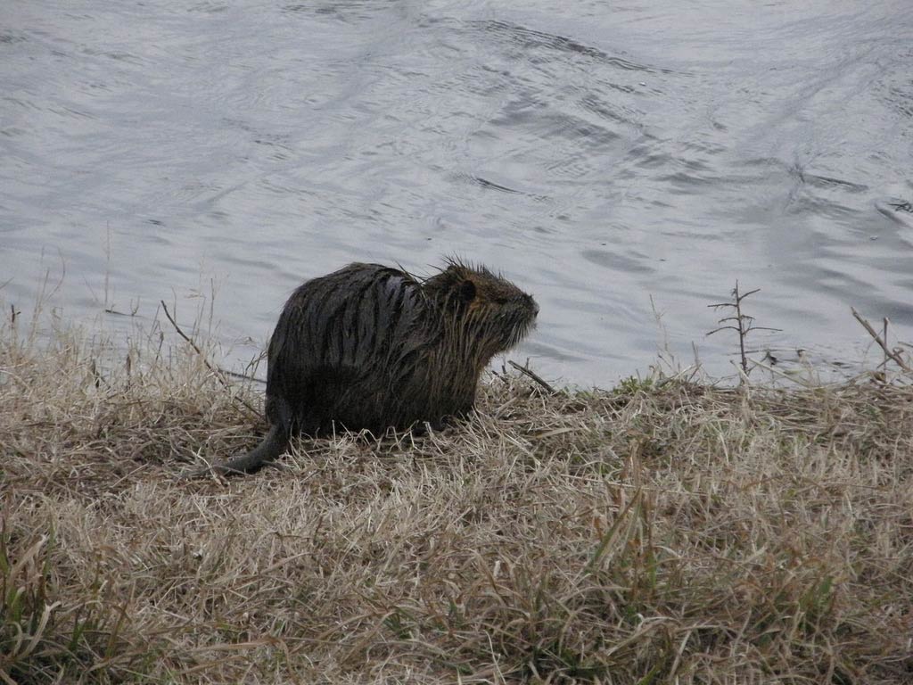 Nutria Wallpapers - Wallpaper Cave