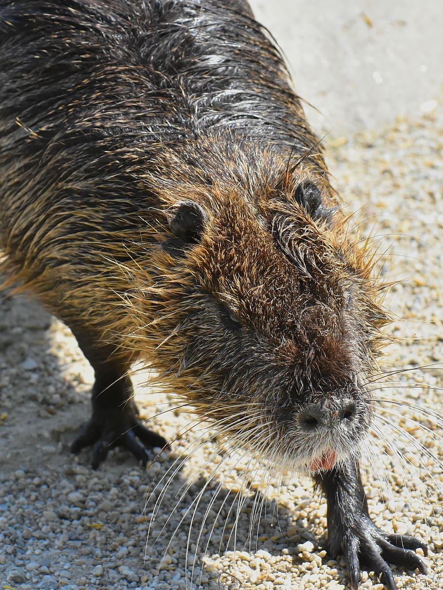 Nutria Wallpapers - Wallpaper Cave