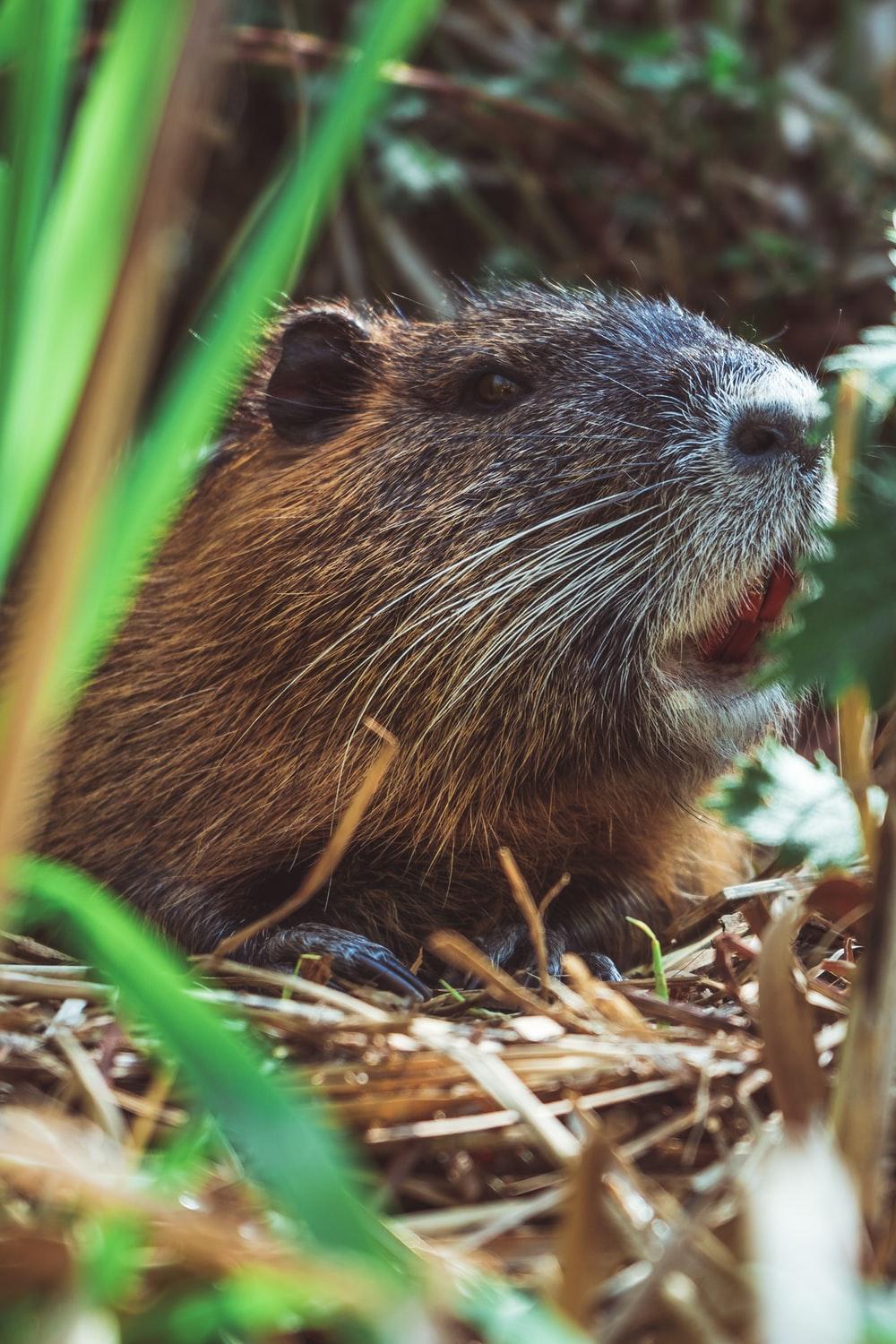 Nutria Wallpapers - Wallpaper Cave