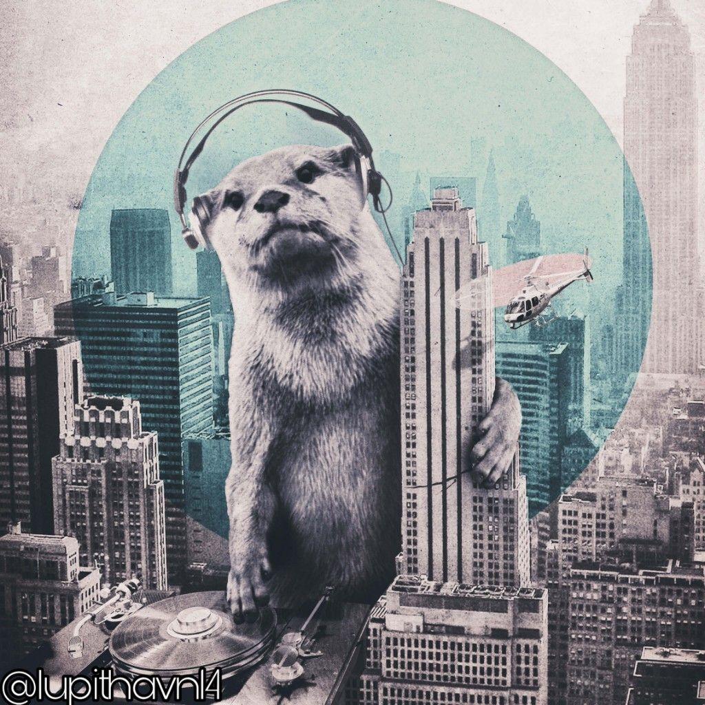 Nutria Wallpapers - Wallpaper Cave