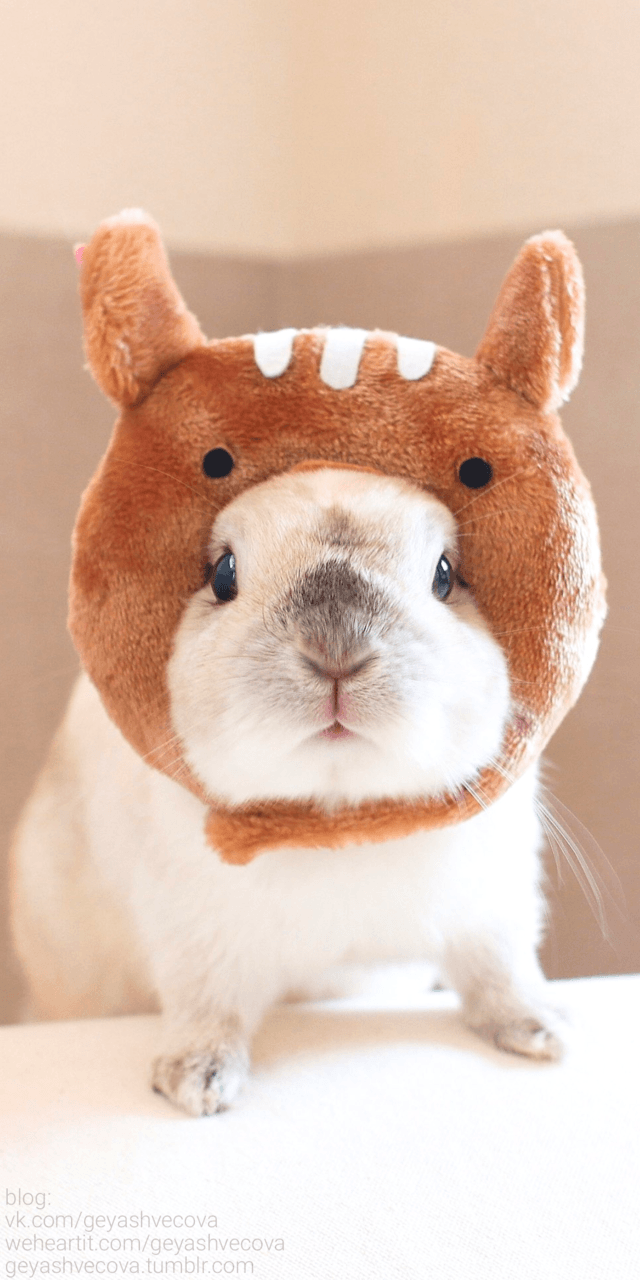 animals, baby, background, beautiful, beauty, cute animals