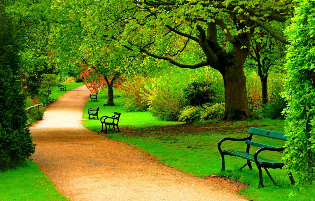 Wallpaper Park, bench, road, path, trees, walk, forest, park