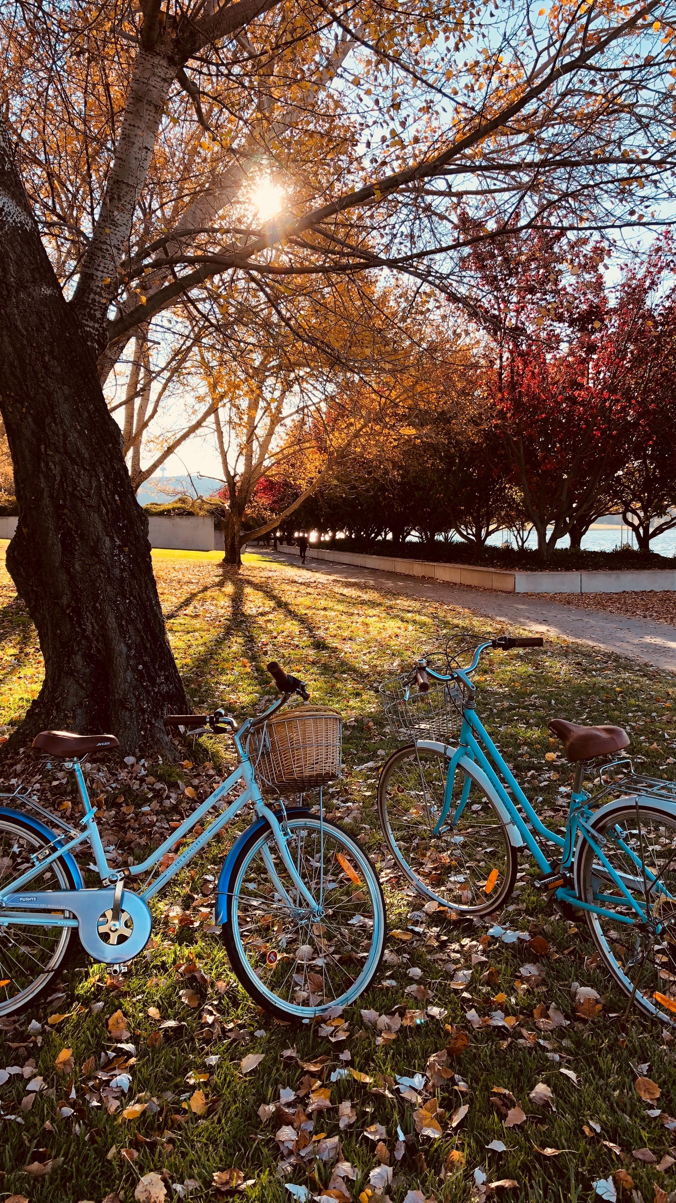 Wallpaper Bicycles, Autumn Park, Walk Bicycle, HD