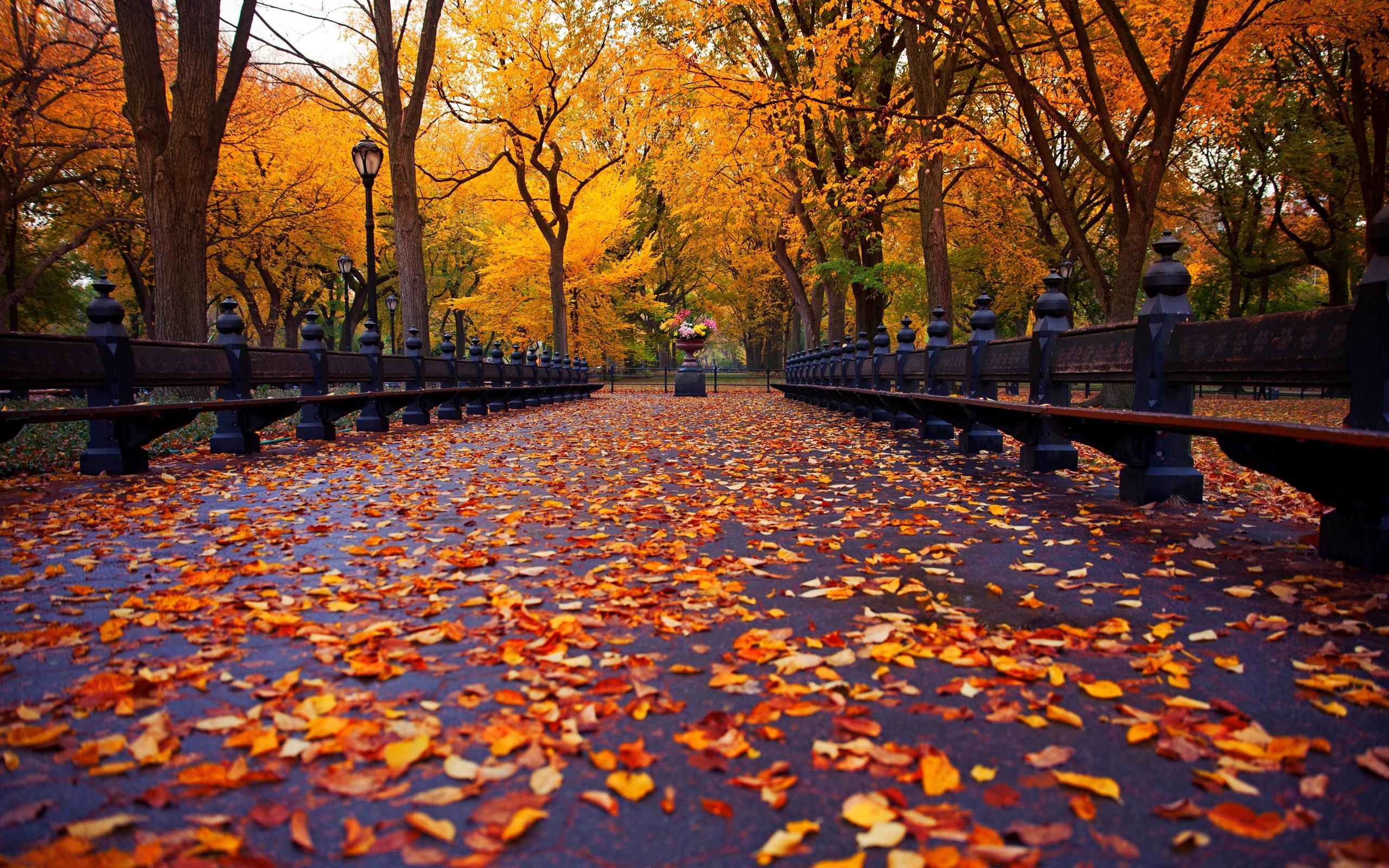 Wallpaper New York, autumn park, walk road, bench, yellow