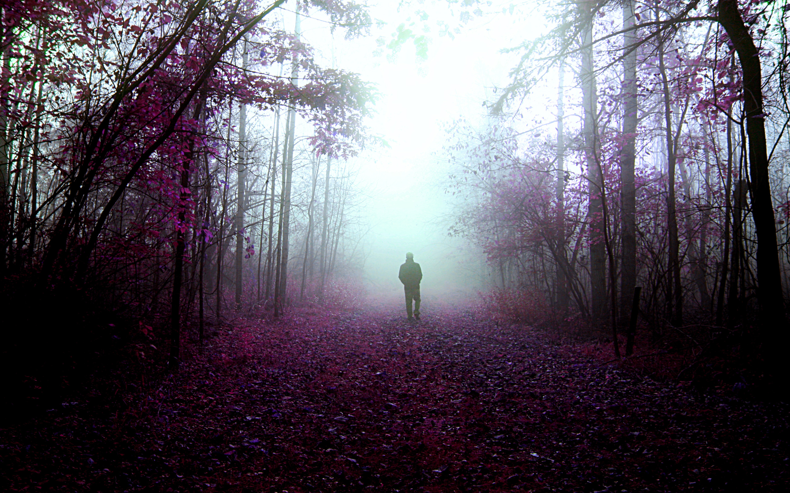 Walk in the Park on a Foggy Fall Day widescreen wallpaper