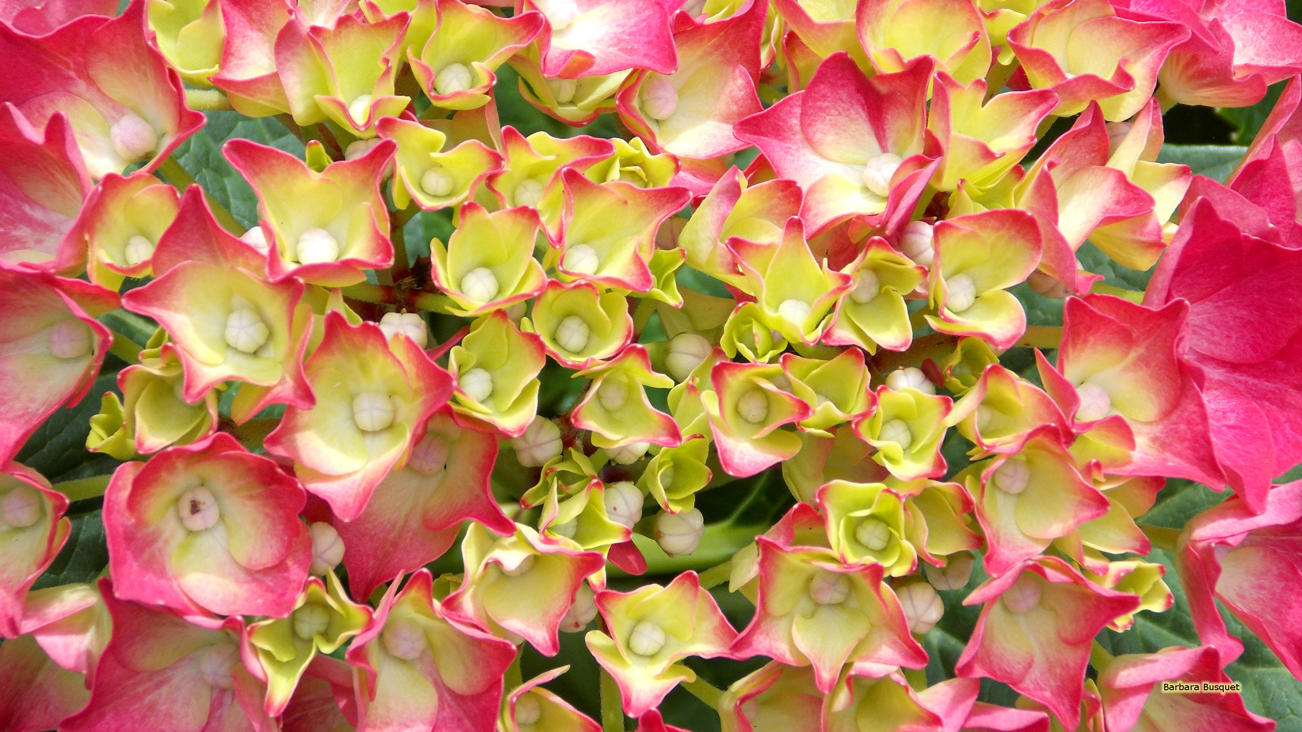 Pink white hydrangea wallpapers