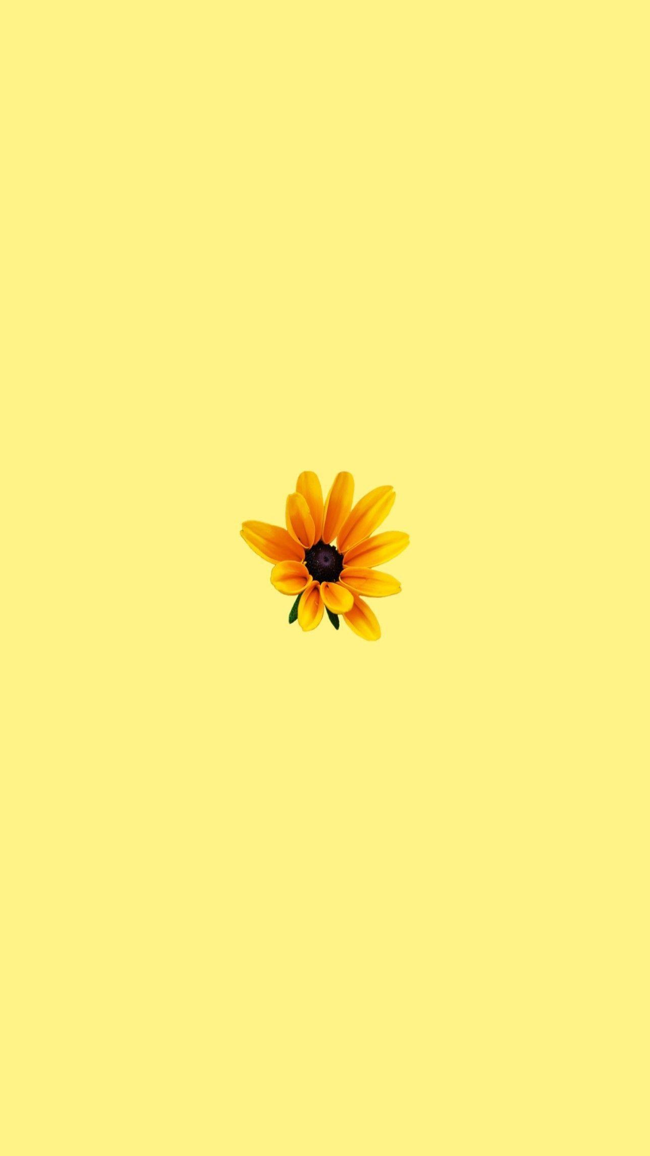 Aesthetic Pastel Yellow Wallpapers Wallpaper Cave Sunflower aesthetic is hd wallpapers backgrounds for desktop or mobile device. aesthetic pastel yellow wallpapers