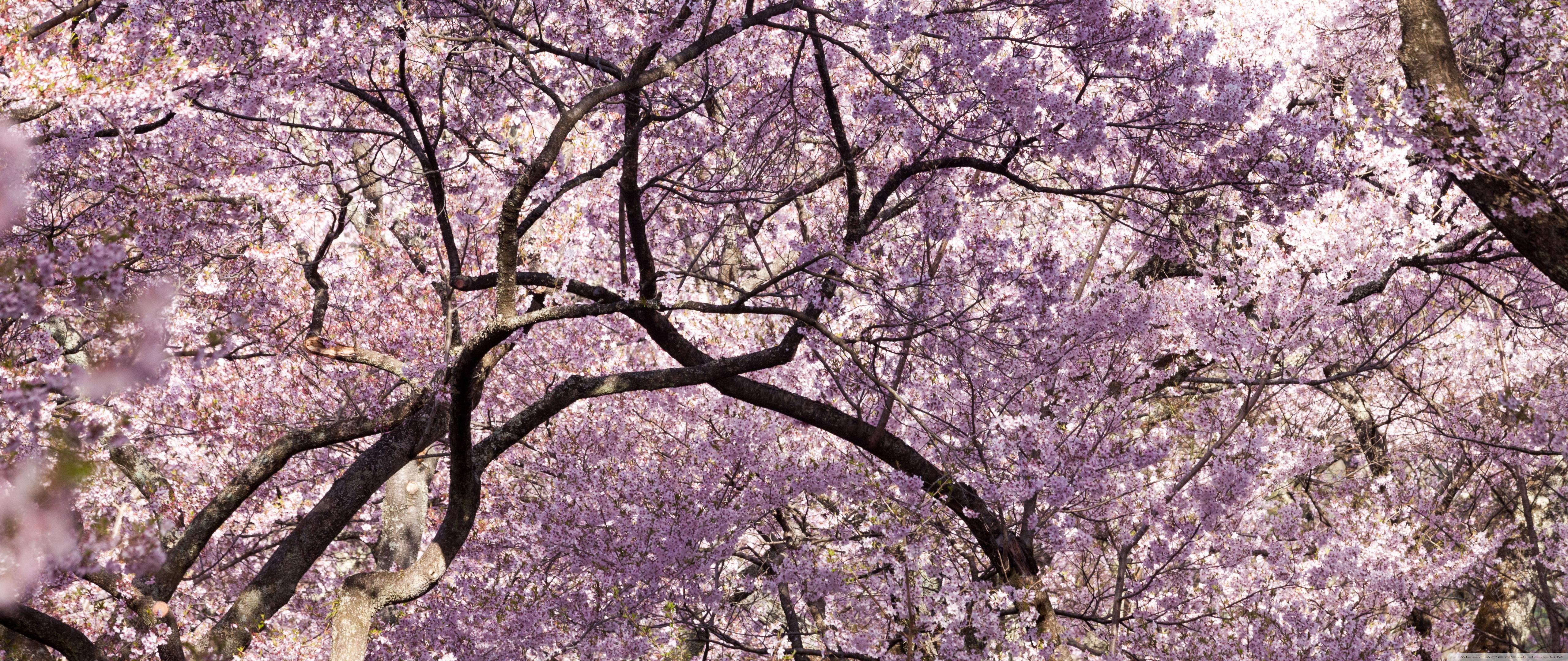Pink Cherry Blossom Tree Japan ❤ 4K HD Desktop Wallpaper