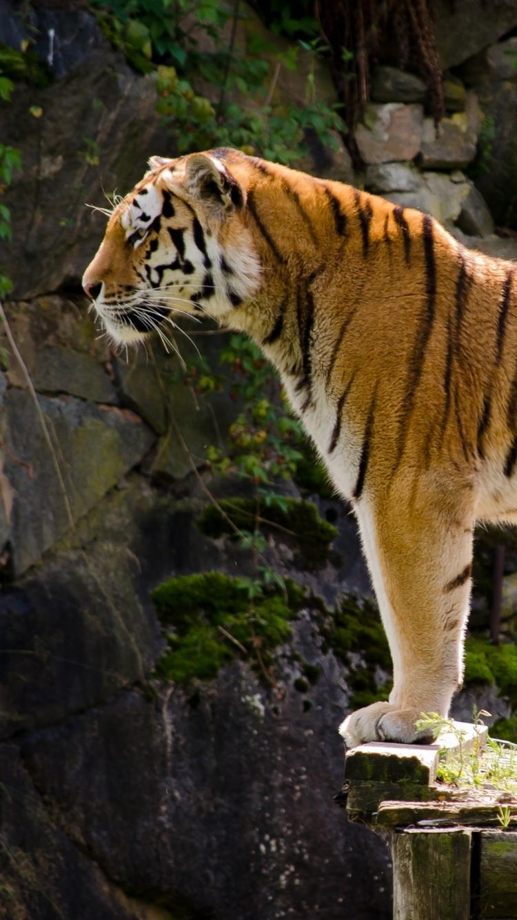 Animal Tiger (750x1334) Wallpaper