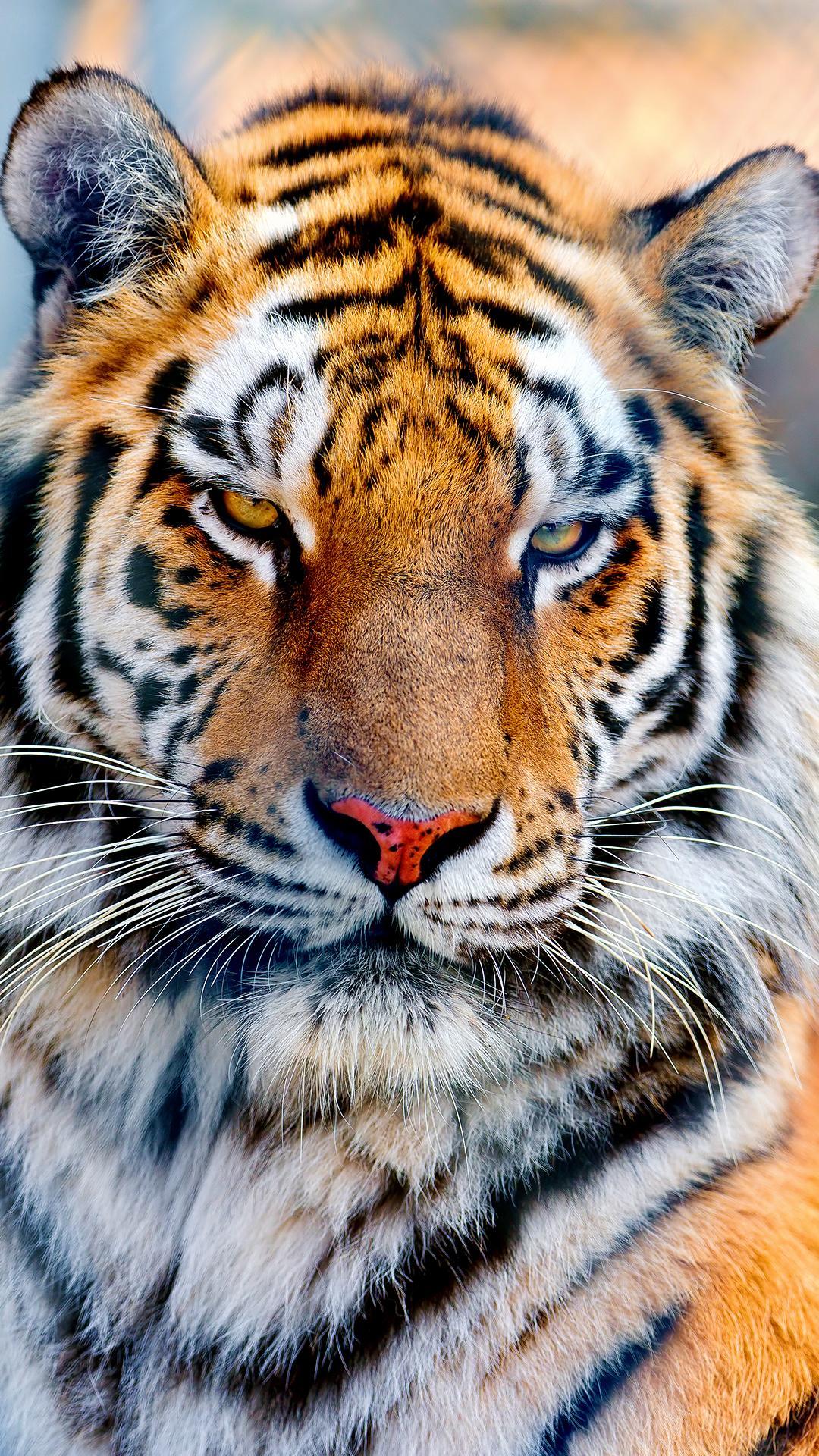 Majestic Tiger iPhone Background