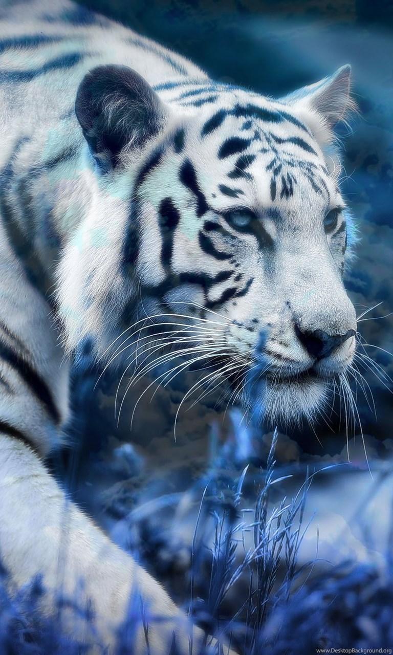 White Tiger Wallpaper HD Picture Desktop Background