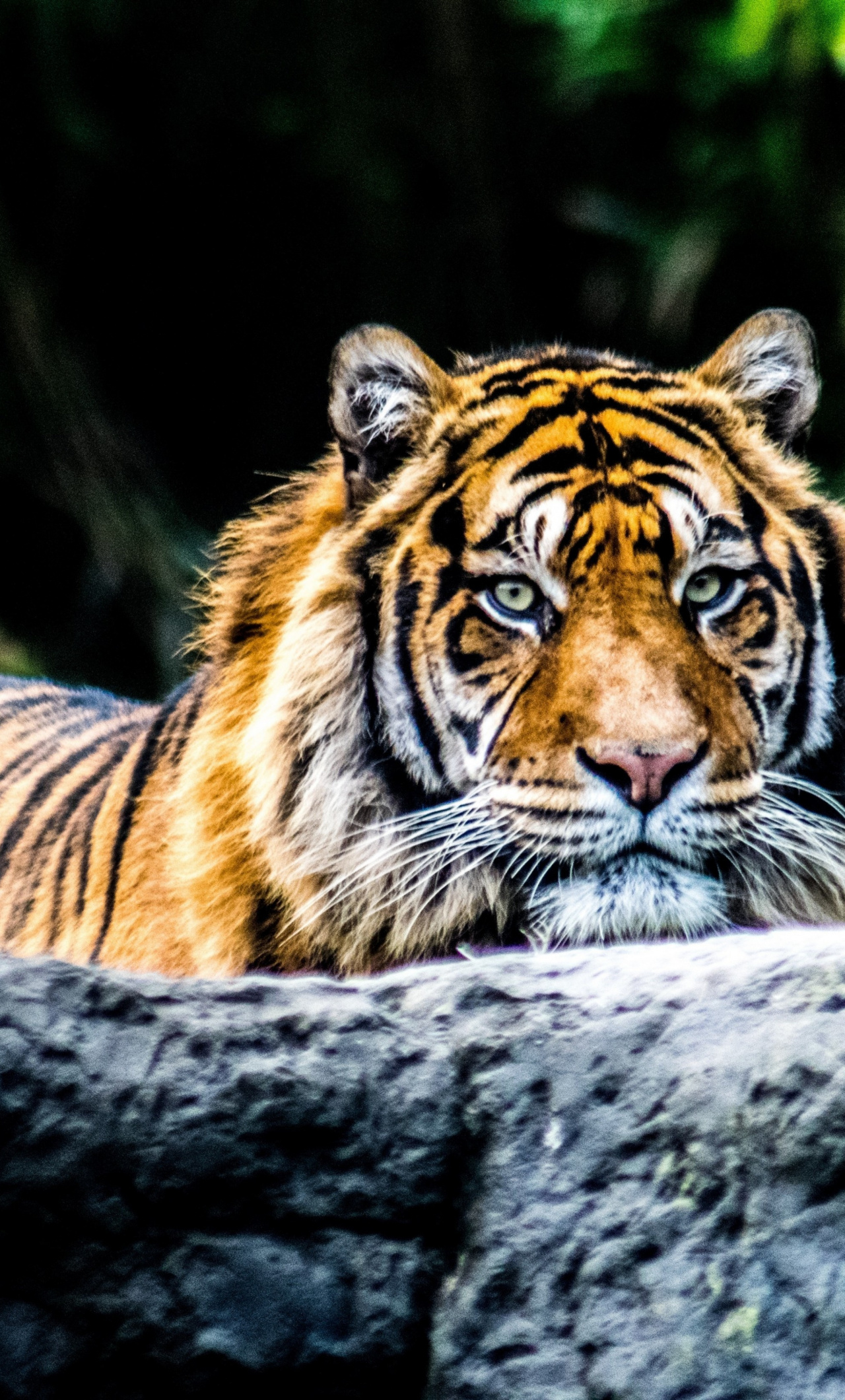 Download 1280x2120 Wallpaper Tiger, Predator, Animal