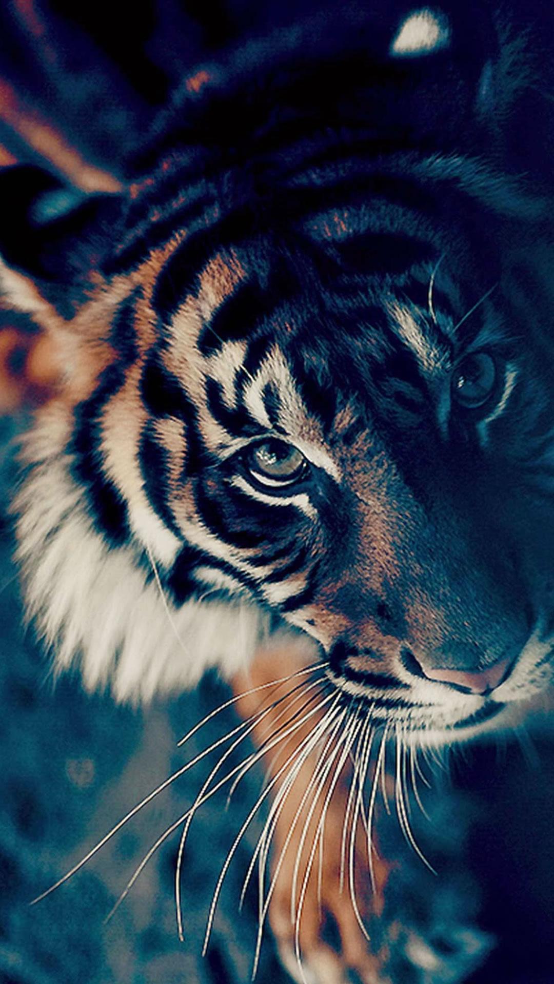 Bengal Tiger Closeup iPhone 8 Wallpaper Free Download Phone Wallpaper