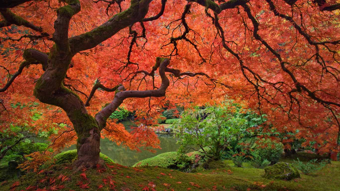 Portland Japanese Garden Wallpaper Free Portland