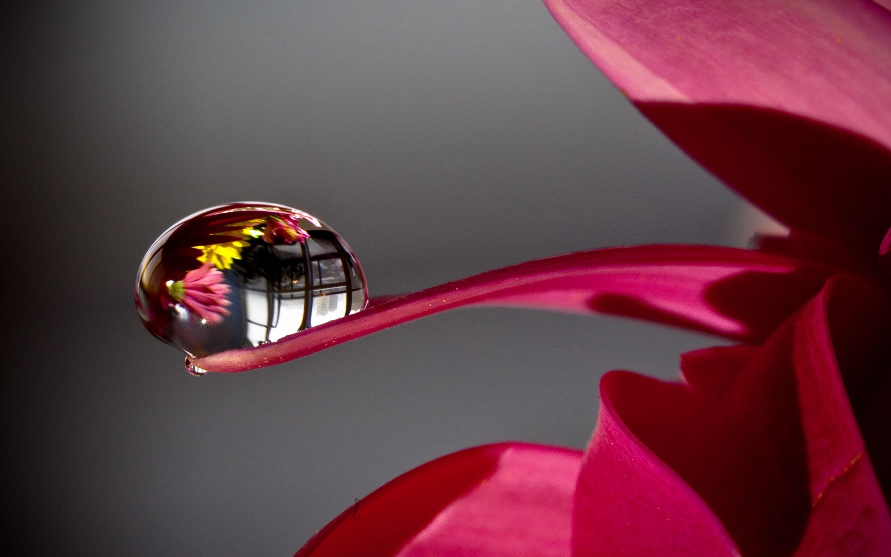 Water Drop Reflection Retina MacBook Pro wallpaper. Flower