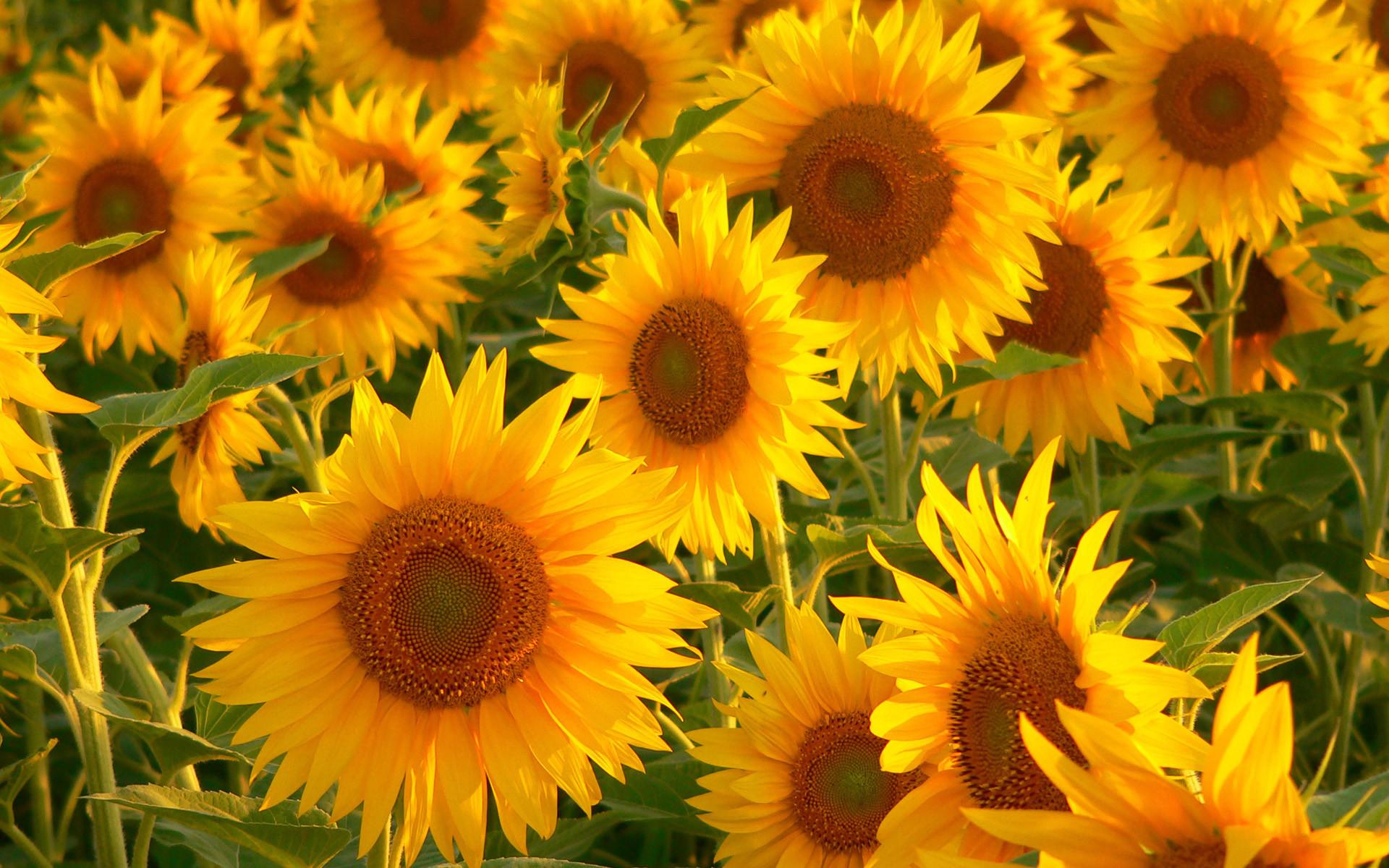Sunflower HD Photo Aesthetic Desktop Background