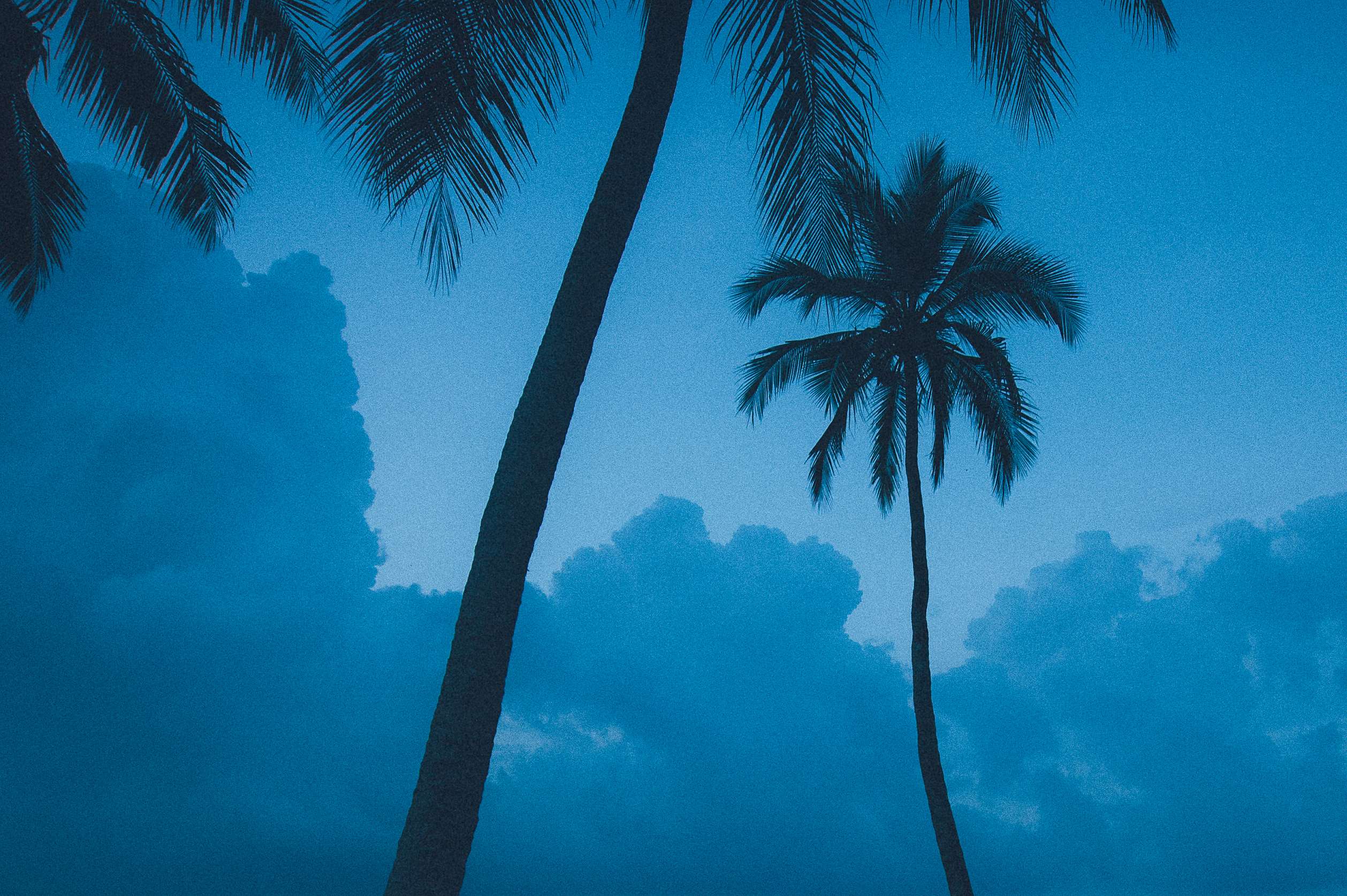 beach, blue, cloud, clouds, palm, palm tree, palm