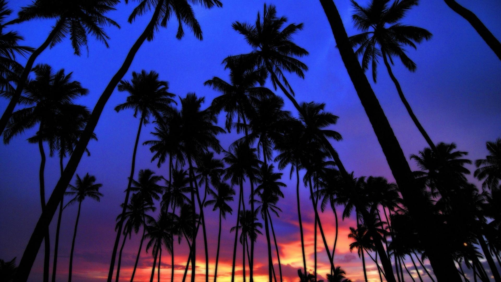 Blue Palms Wallpapers - Wallpaper Cave