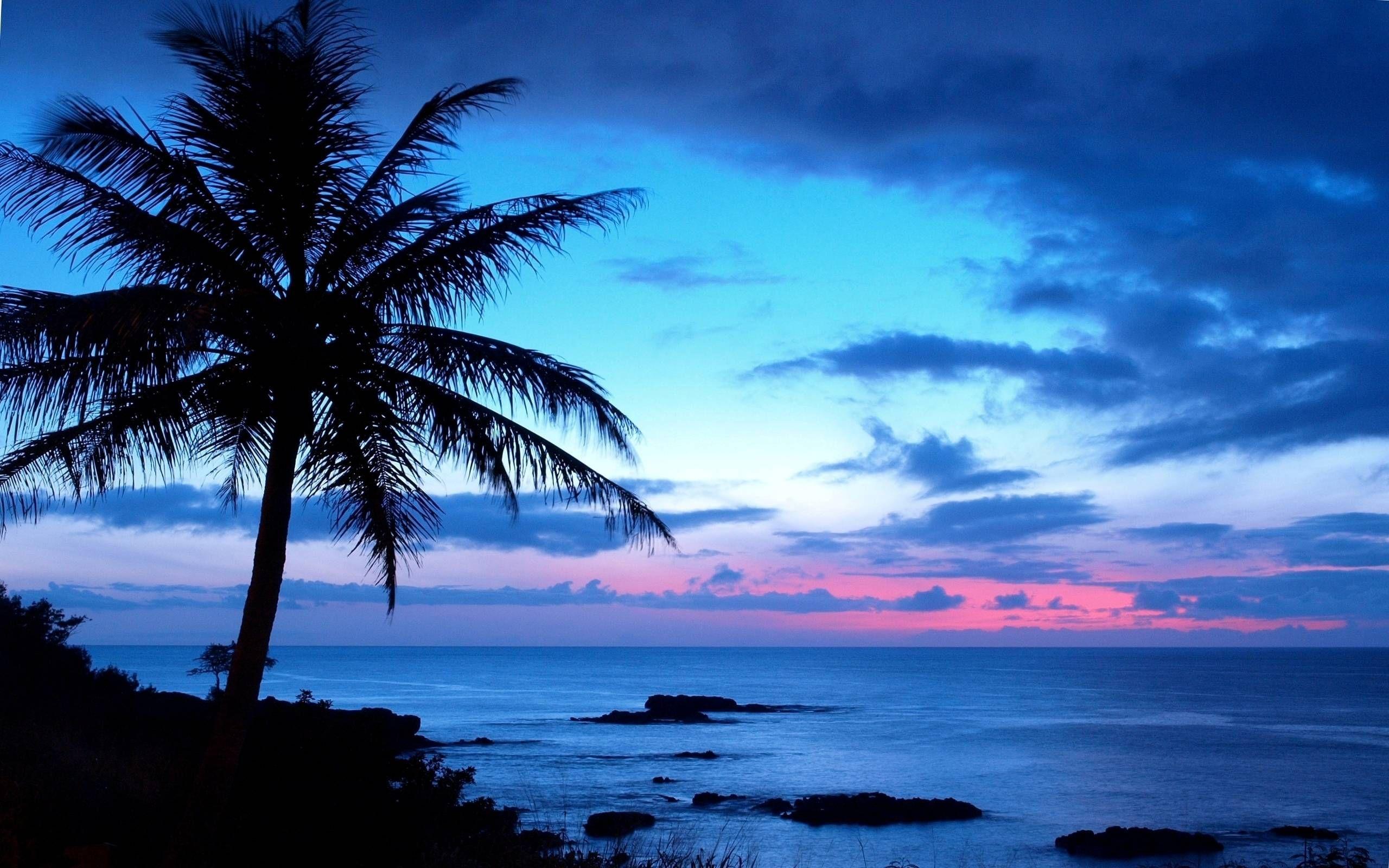 Blue Palm Tree Sunset Wallpaper