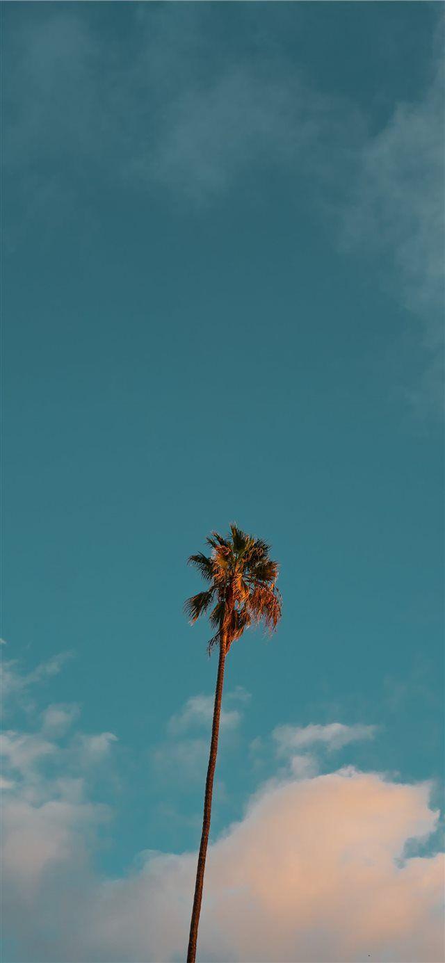 low angle photography of palm tree under blue sky iPhone X