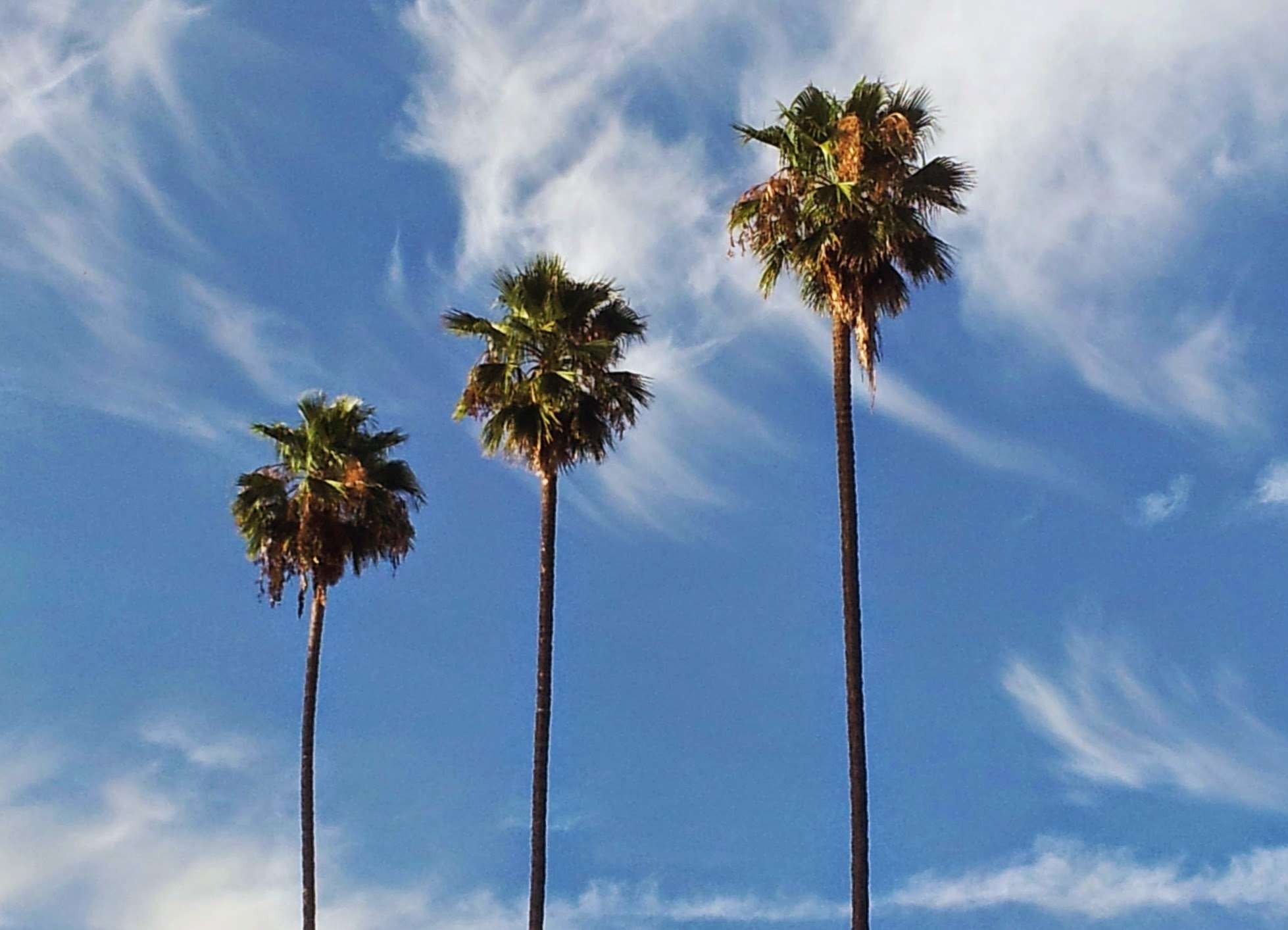 blue sky, los angeles, palm trees, palms wallpaper