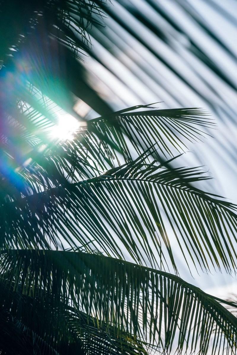 Free Photo of Palm Trees (Royalty Free)