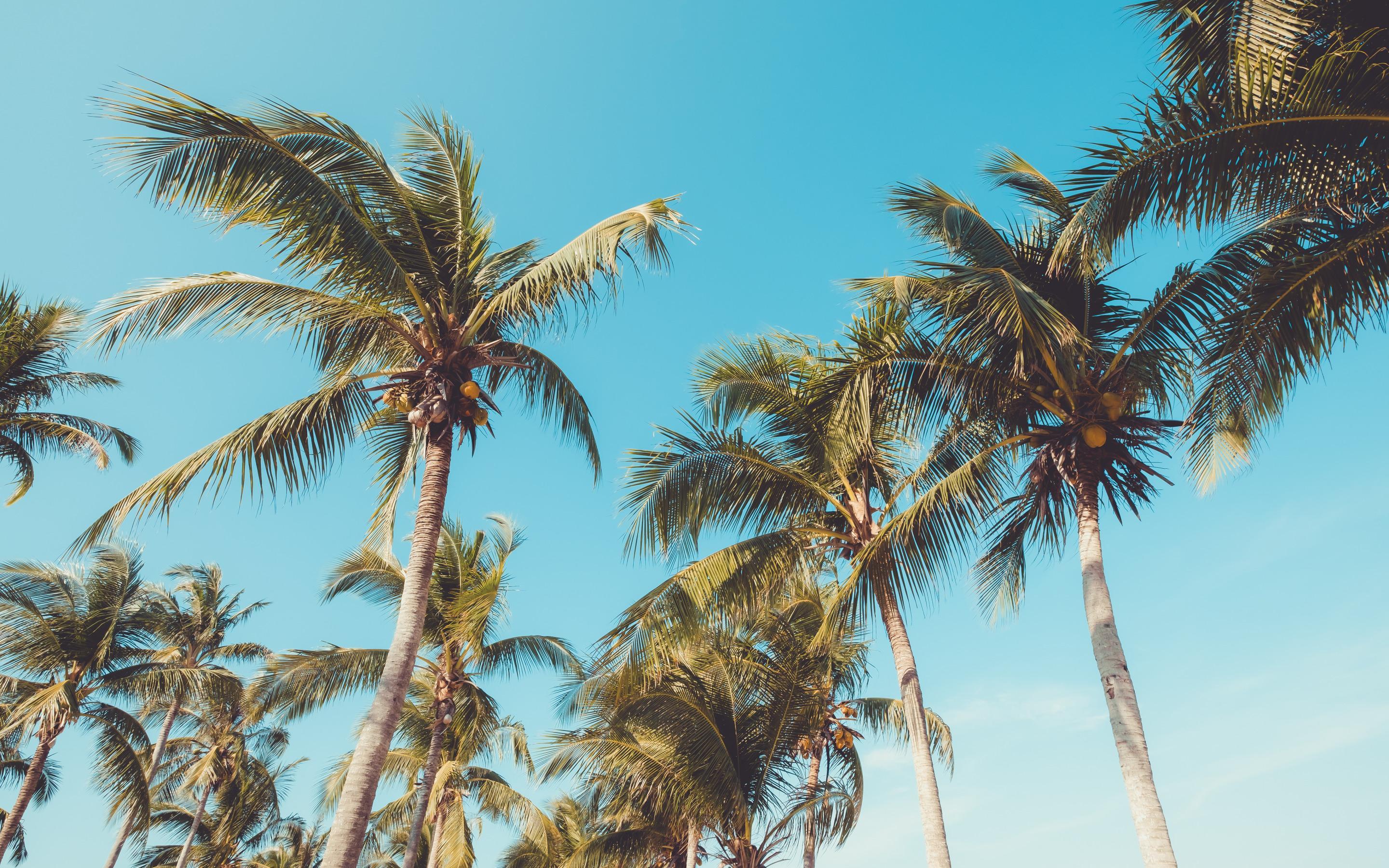 Download wallpaper tropical island, palm trees, coconuts
