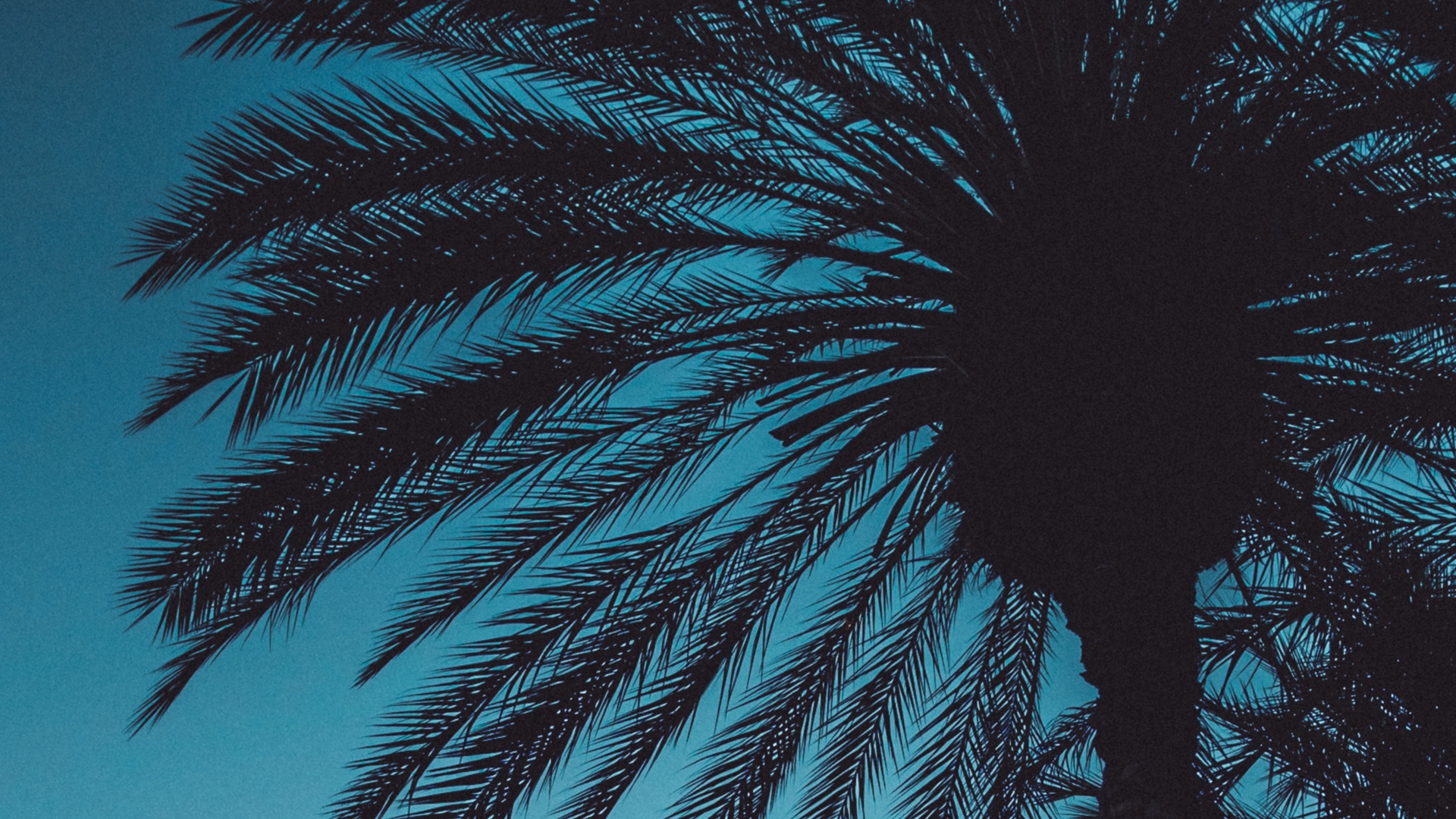 Download wallpaper 1920x1080 palms, sunset, trees, leaves