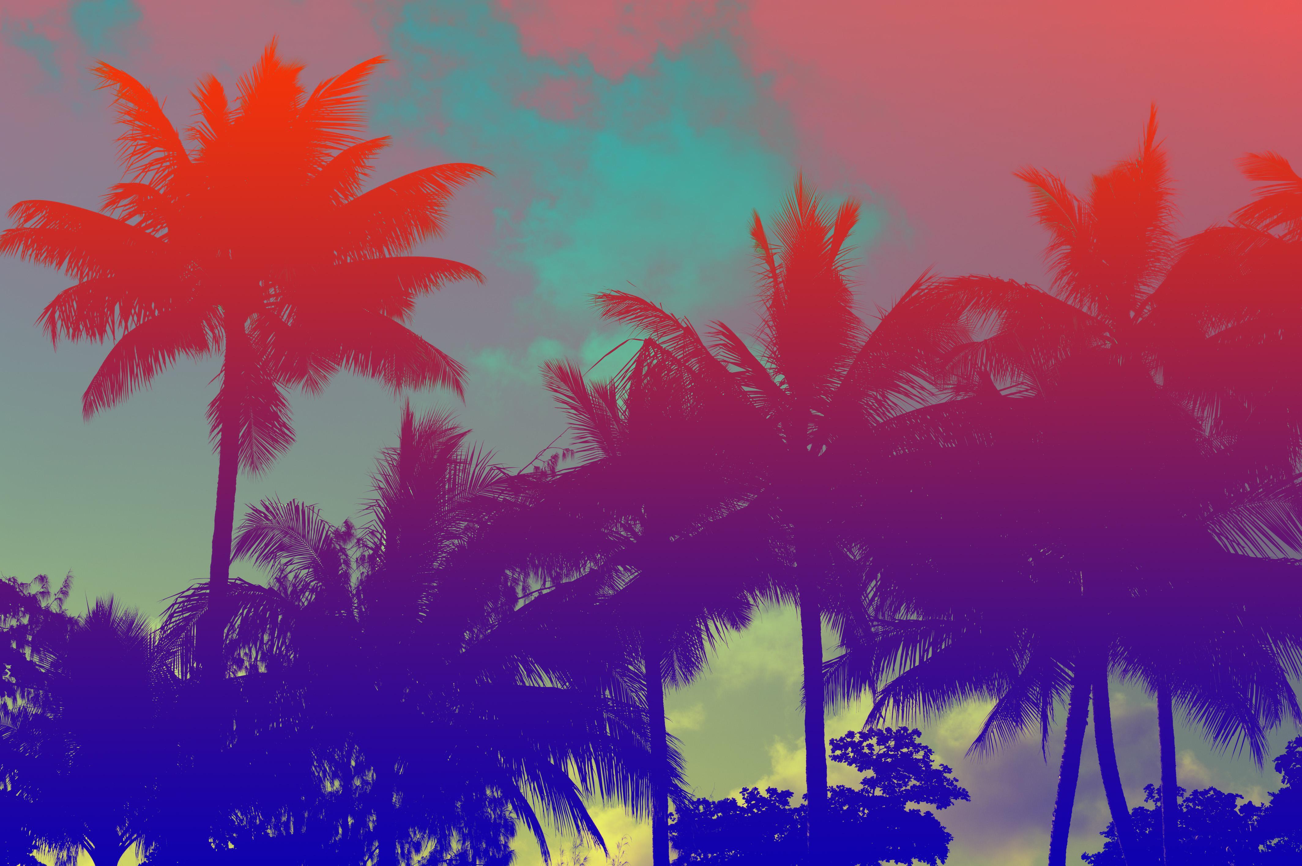 tropical coconut palms. Free background and textures