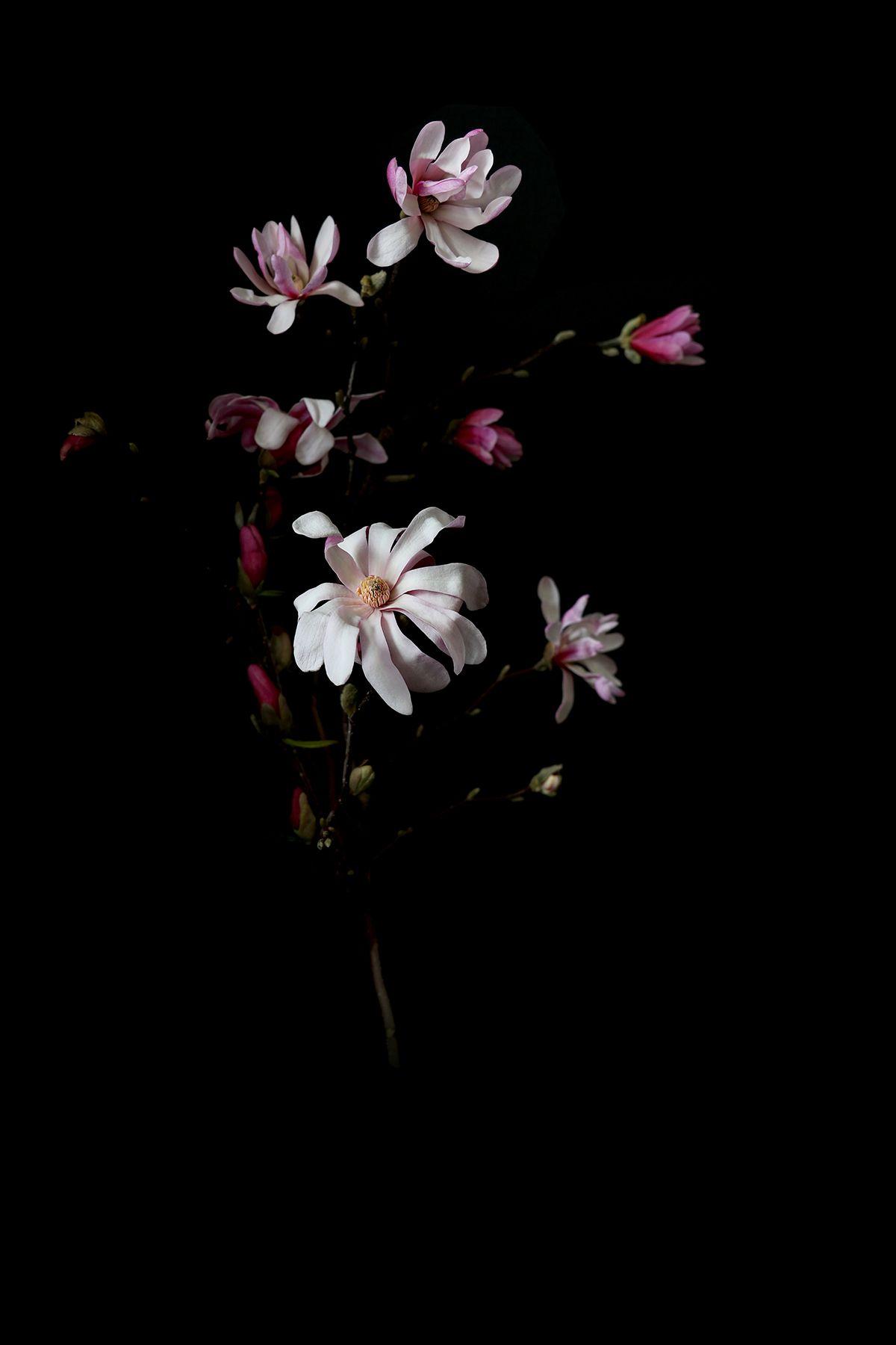 out of the darkness. Dark flowers, Phone background patterns, Phone wallpaper