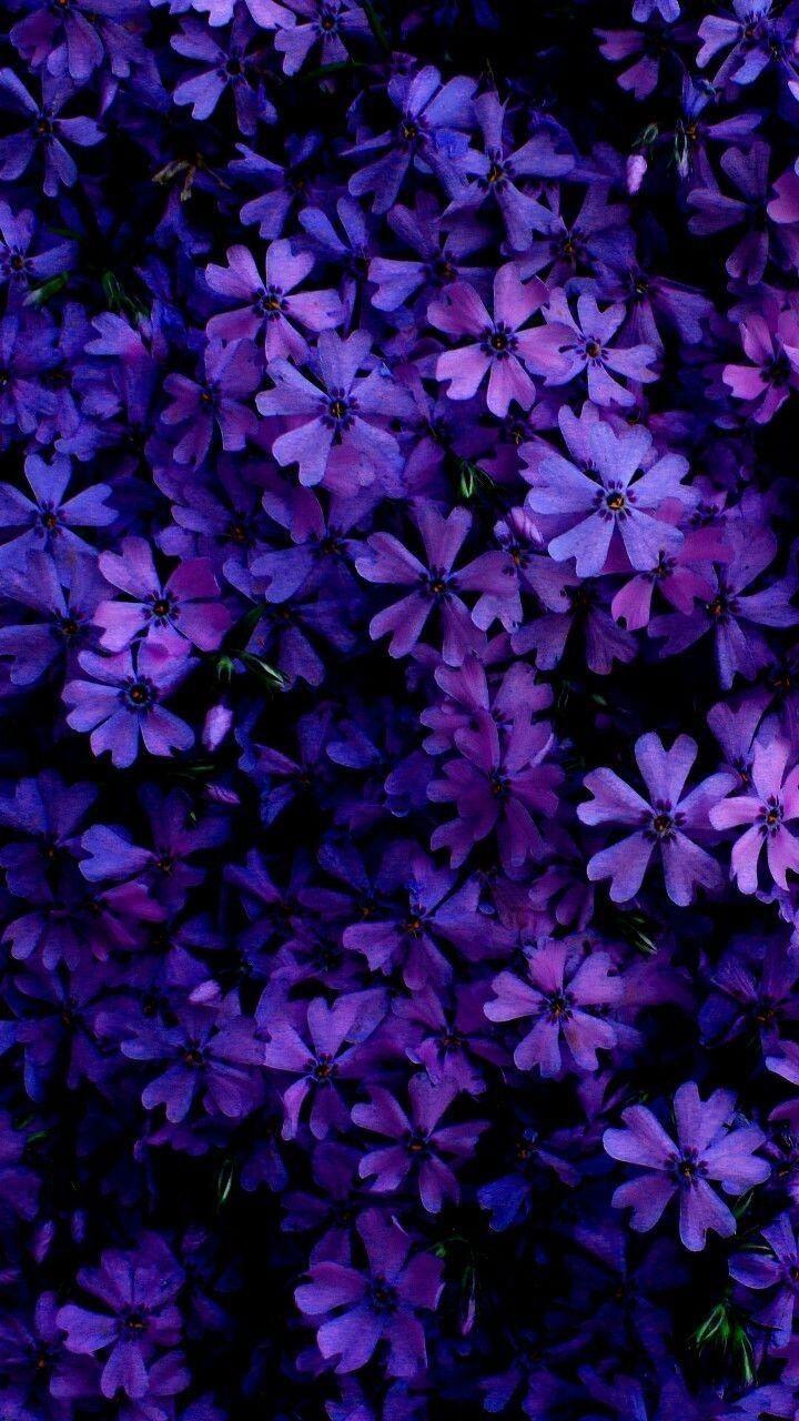 Purple Flowers: Beautiful Background