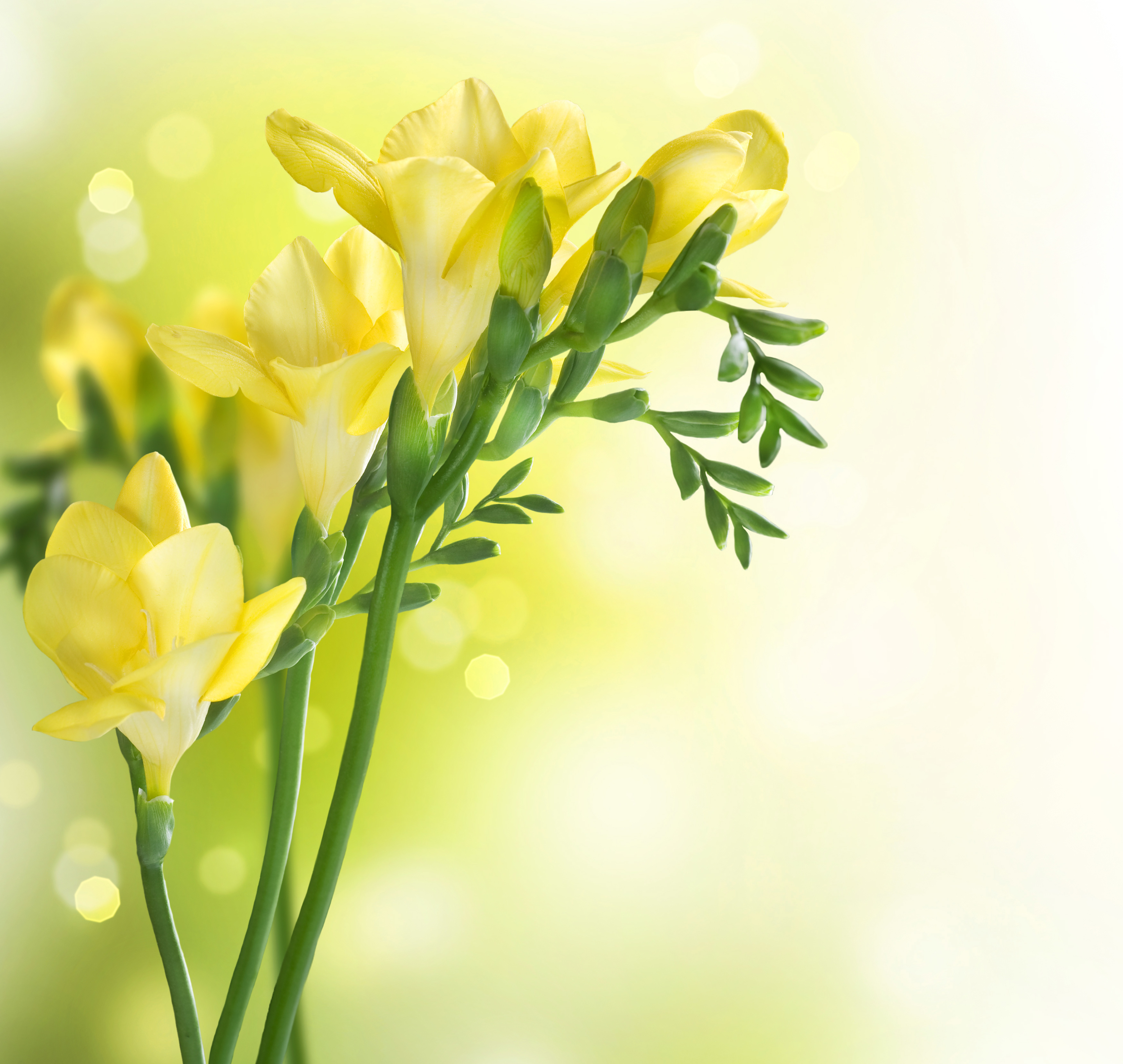 Freesias Wallpapers - Wallpaper Cave