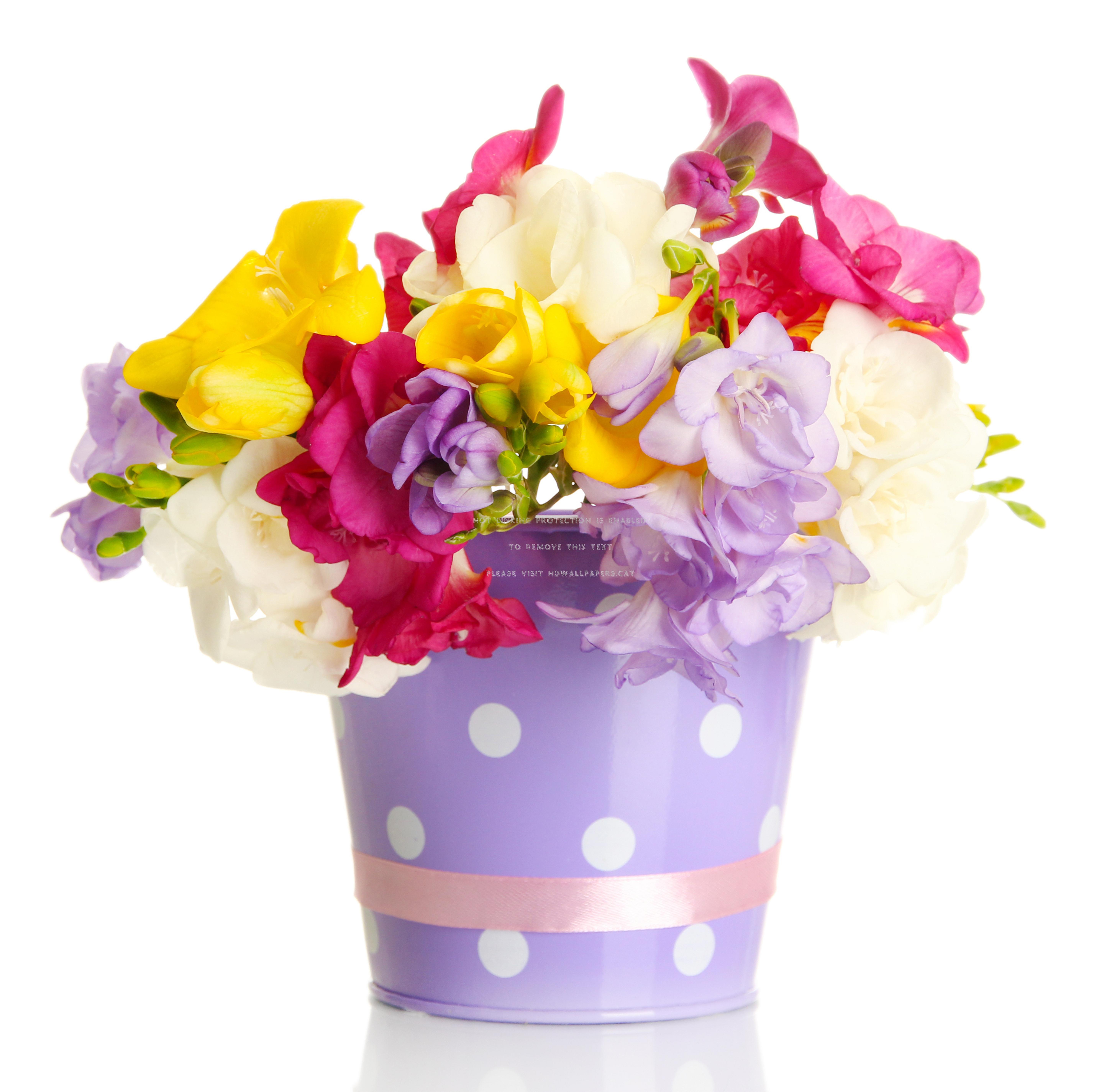 freesias white flowers yellow mauve pink