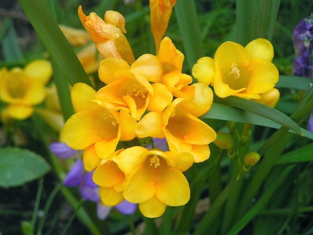 Yellow Freesia Wallpaper. Beautiful Flowers Wallpaper