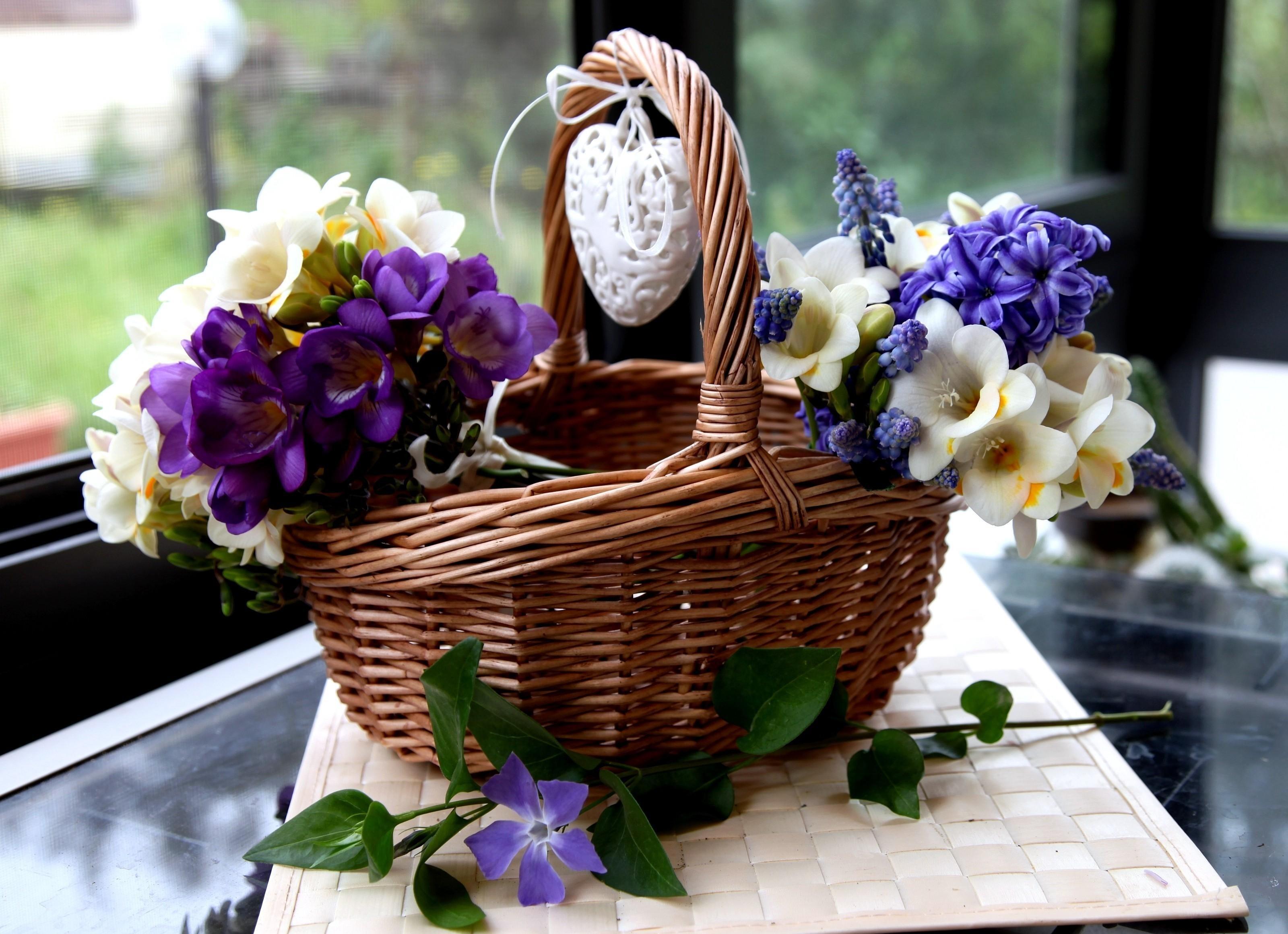 Freesia, Muscari, Hyacinth, Periwinkle, Flowers