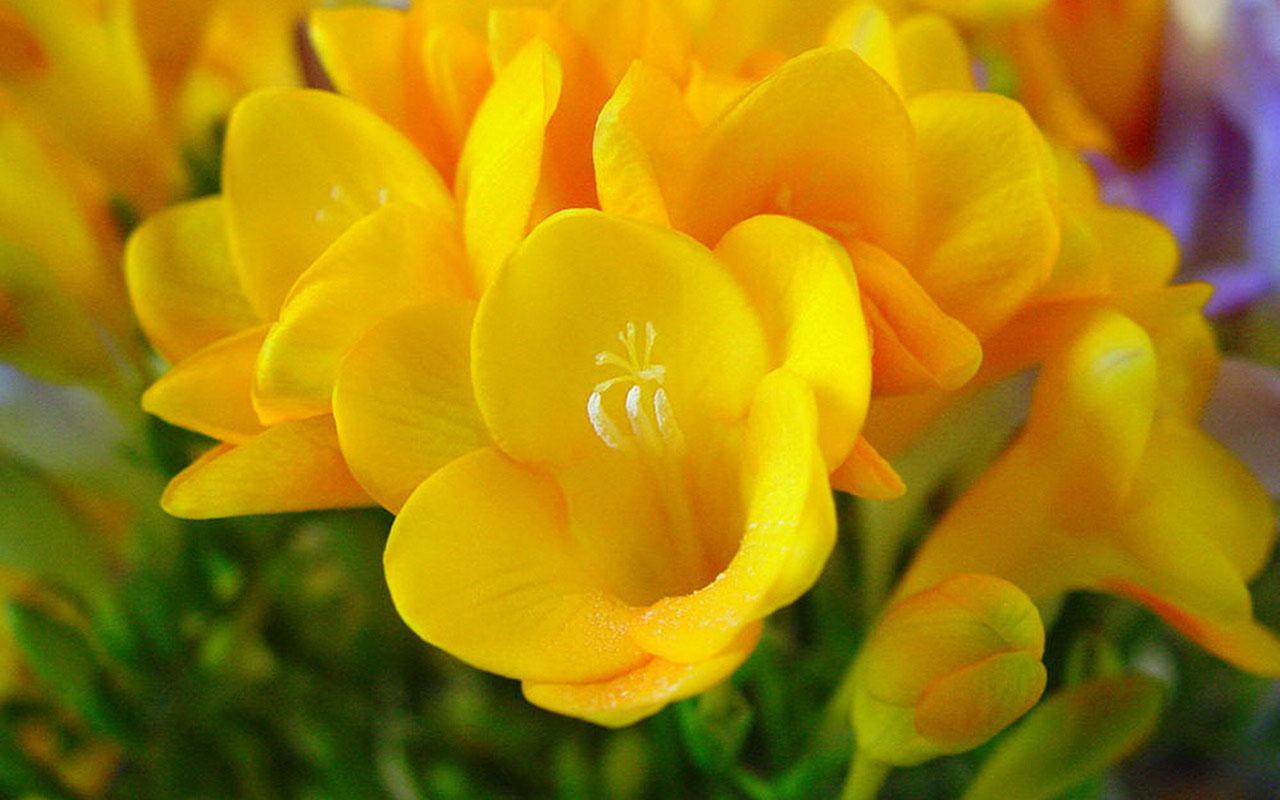 Delicate freesia flowers HD wallpaper 13 － Flower
