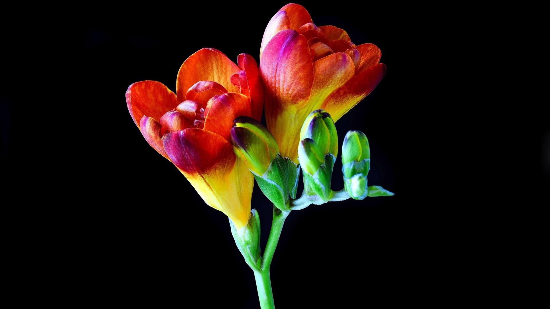 Wallpaper Freesia, orchid, beautiful flowers, black