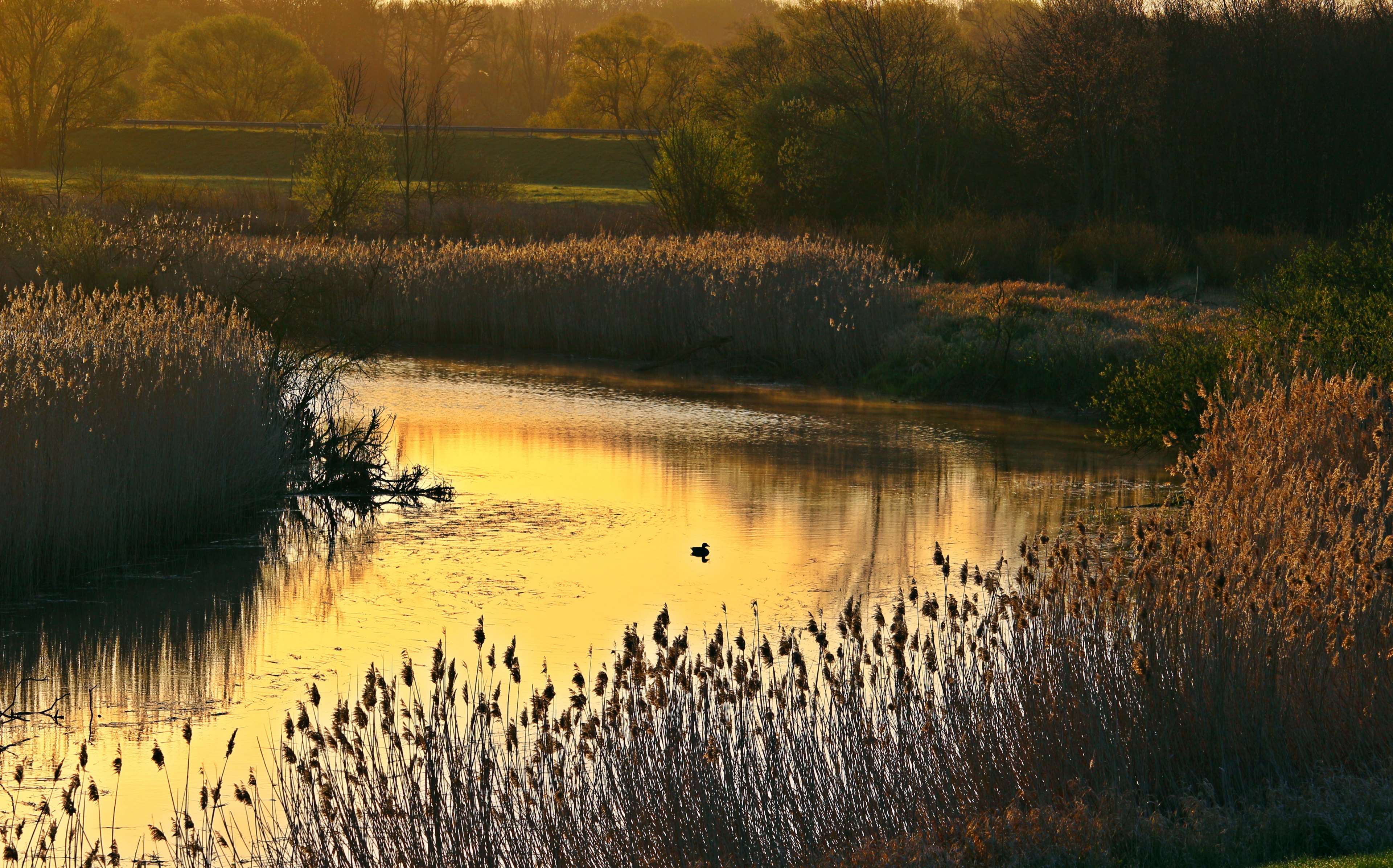 Marsh Wallpapers - Wallpaper Cave