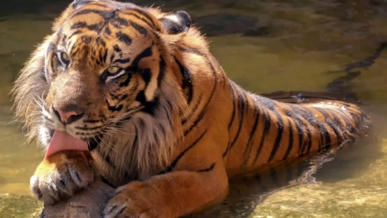Tiger Wallpaper Slideshow FULL HD 1080p. Natural 4 You