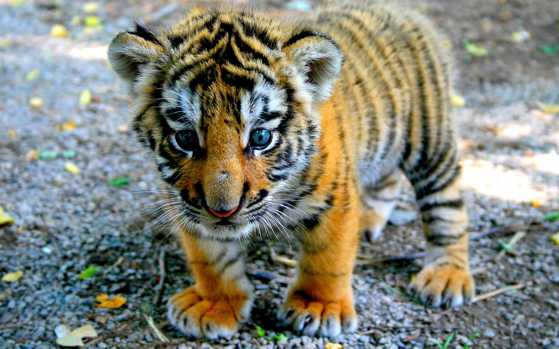 Baby Tiger Picture wallpaperx1200