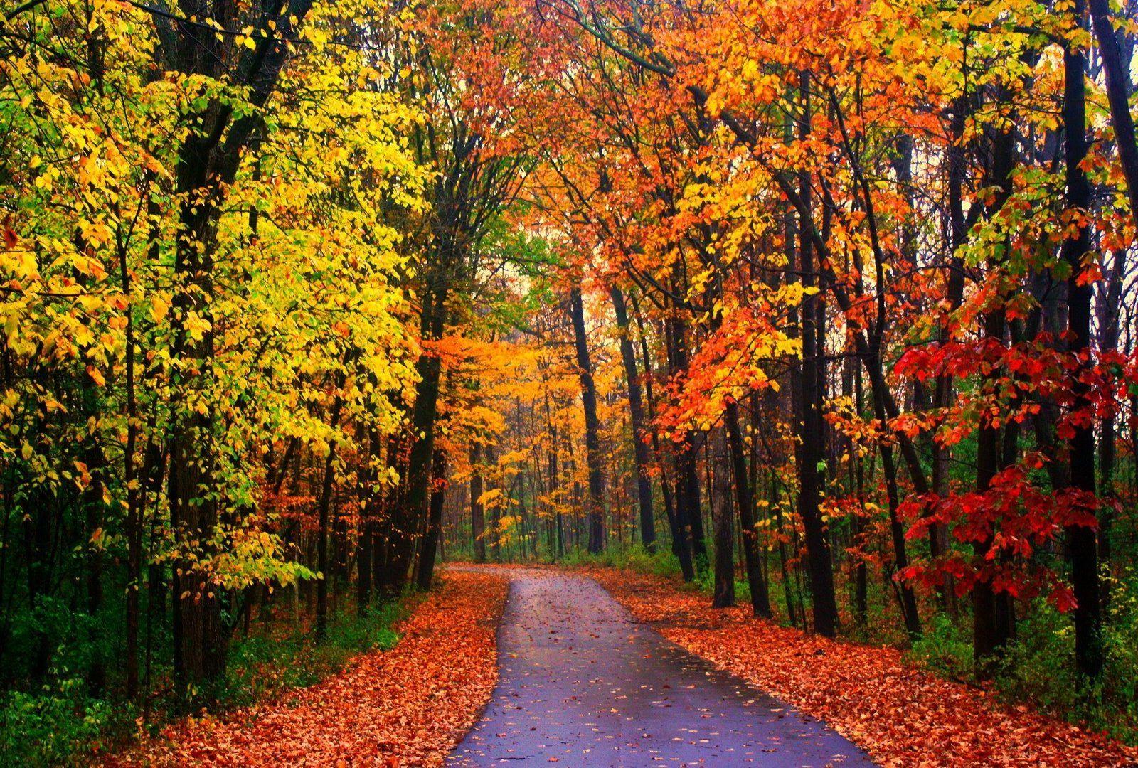Autumn Tag Path Forest Beautiful Foliage Nature Lovely Road Autumn Trees Colorful Leaves Wallpape. Tree photography, Beautiful forest, Panorama photography