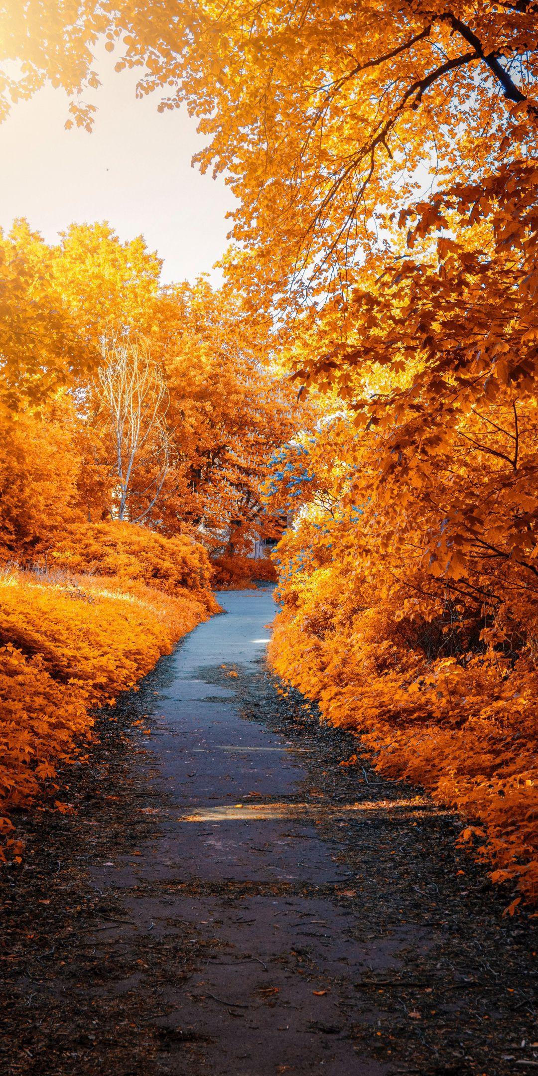 Park, trees, Foliage, autumn, pathway, leaves, 1080x2160