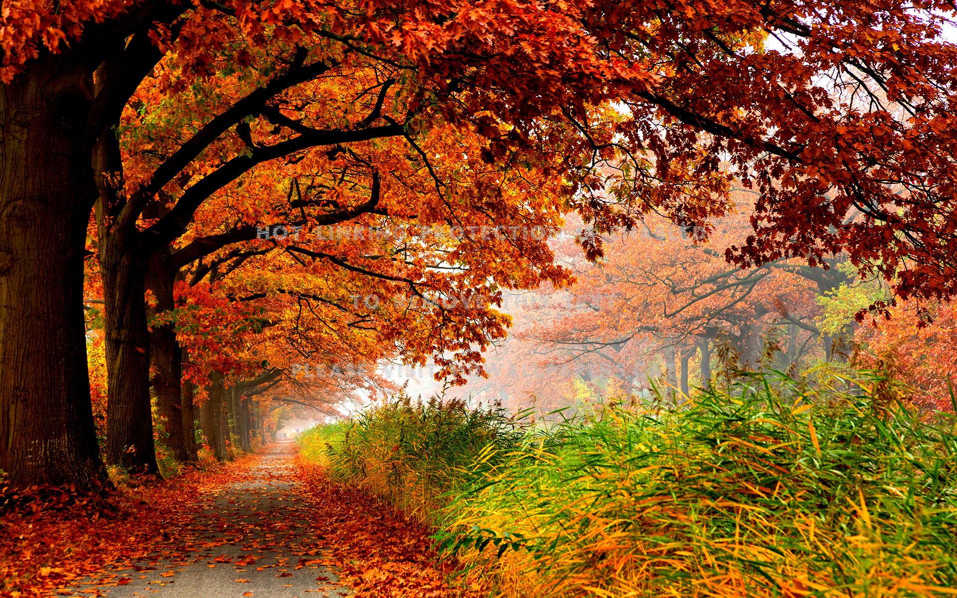 autumn lovely view romantic pathway fall of