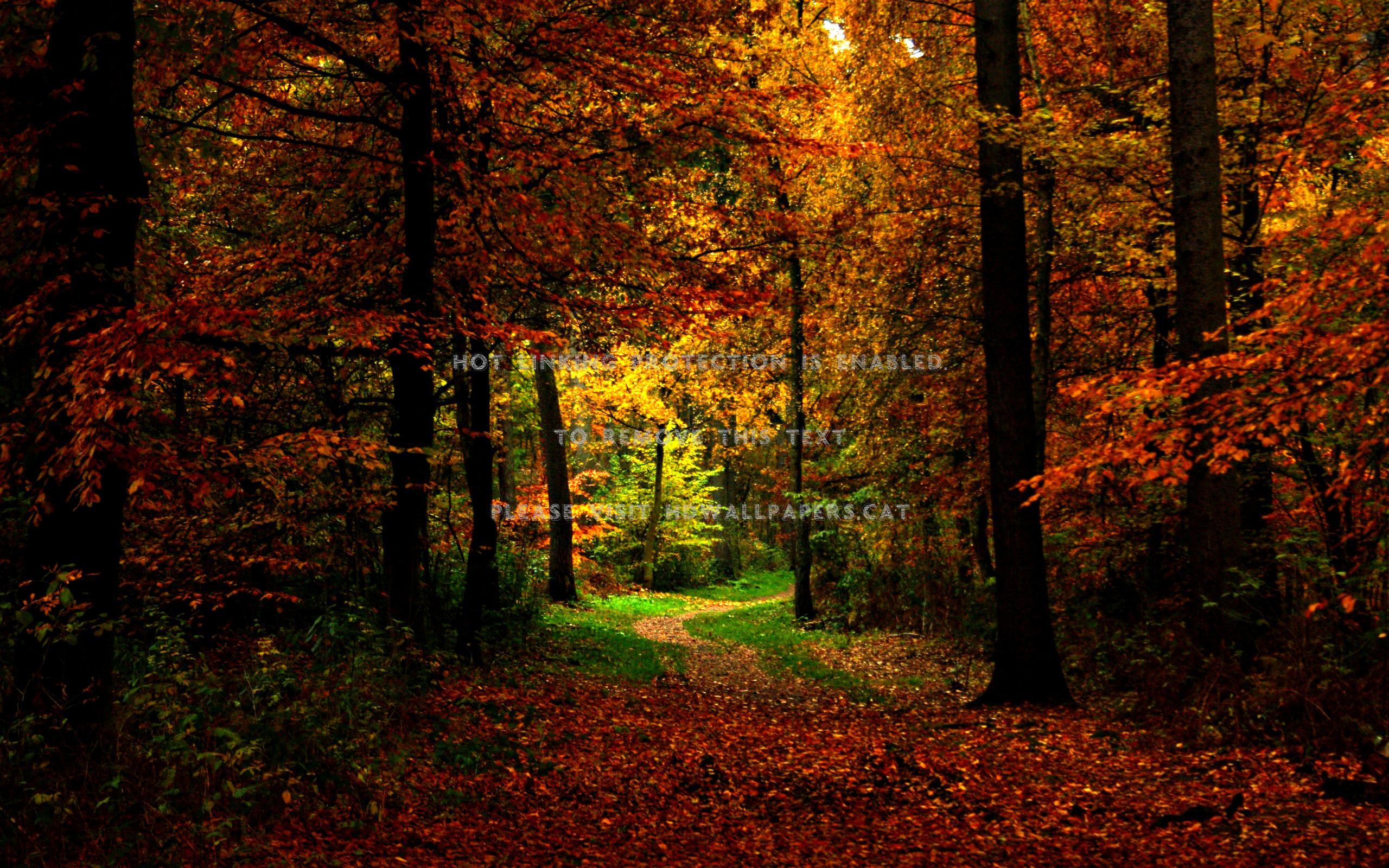 autumn view lovely pathway fall leaves of