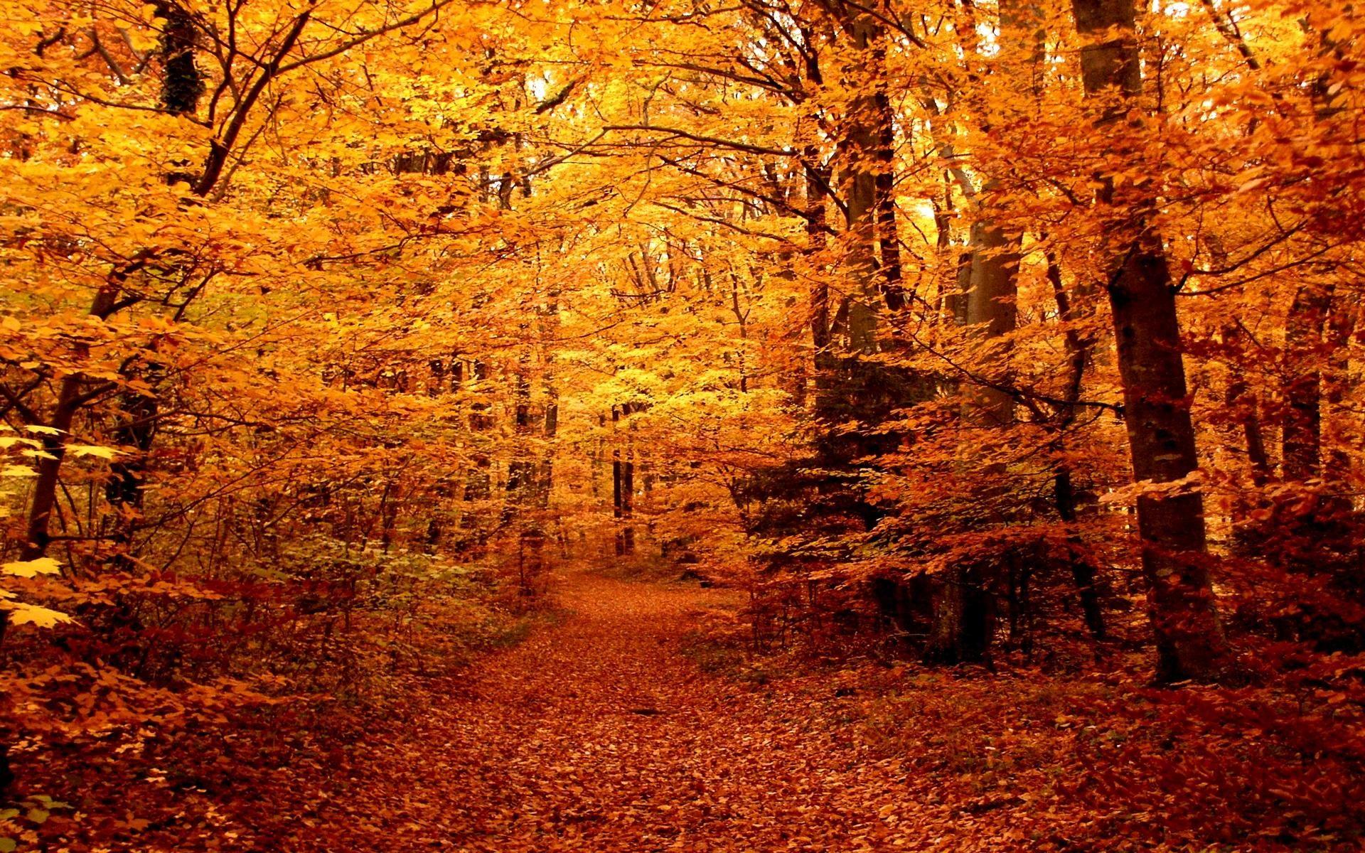 autumn path. HD Autumn Forest Path Wallpaper. Autumn