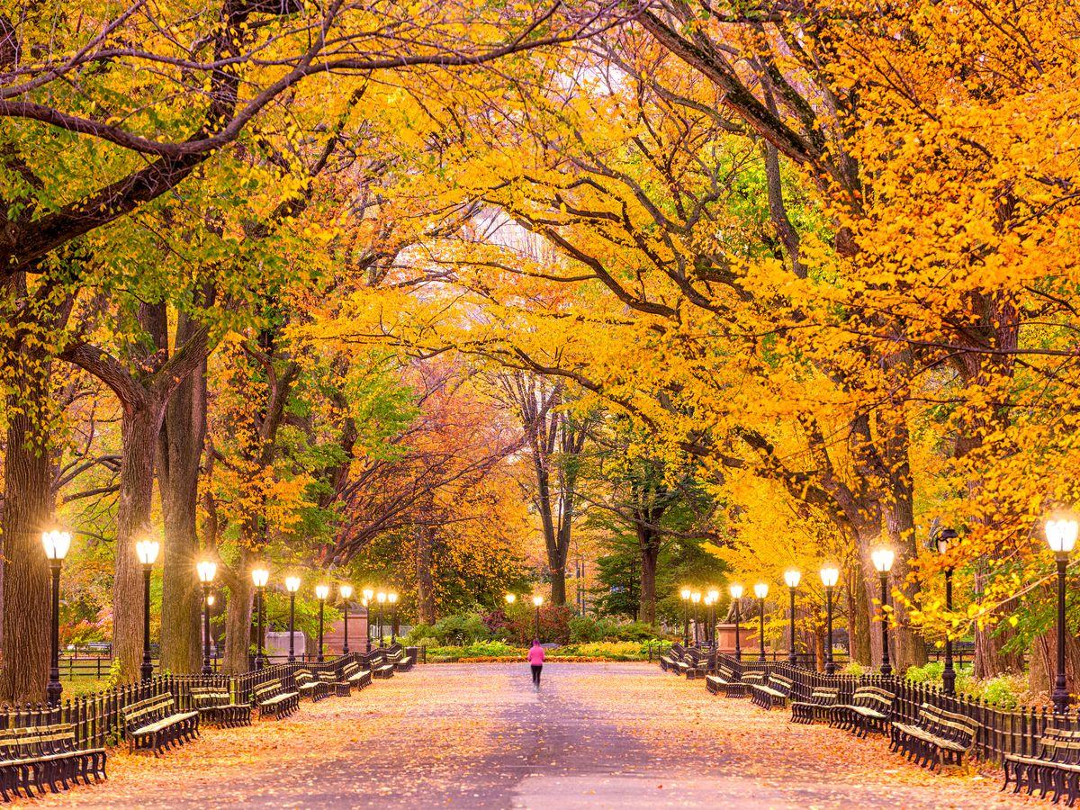 Fall colors 2019: Where to see fall foliage in New York City